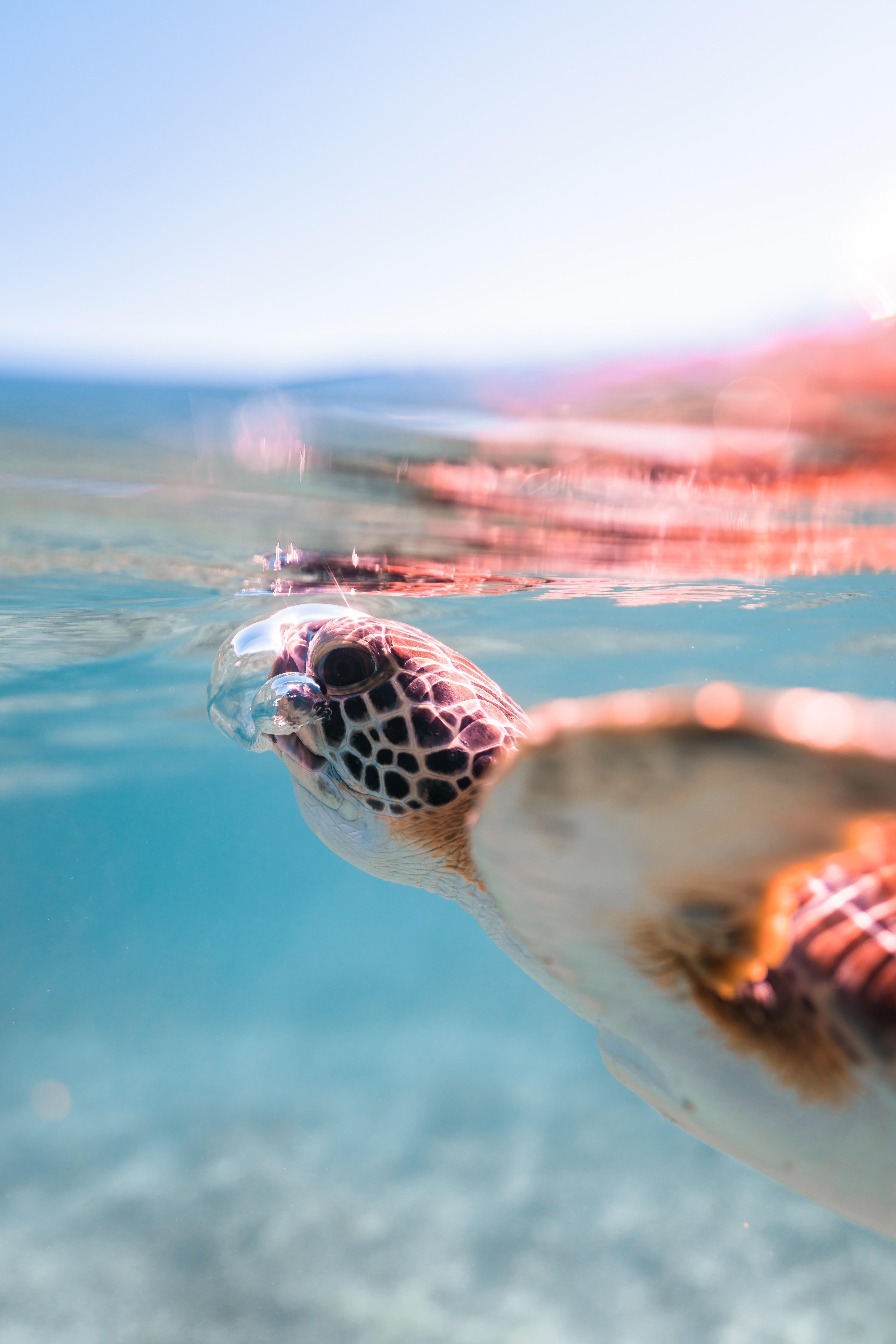 5304x7952 Cute Sea Turtle Wallpaper, HD Cute Sea Turtle Background on WallpaperBat