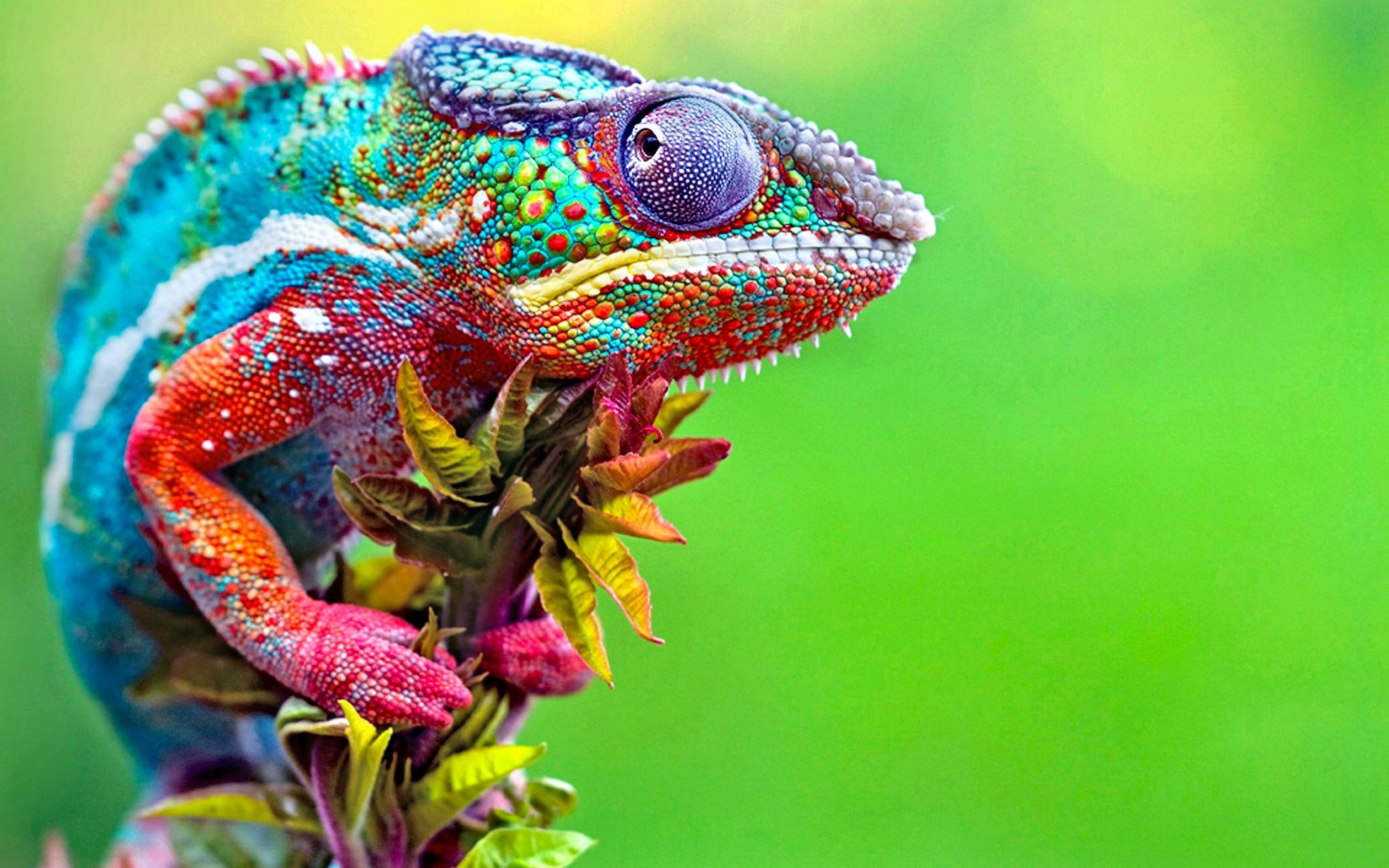 2880x1800 #colorful, #animals, #chameleons, #macro, wallpaper. Mocah HD Wallpaper