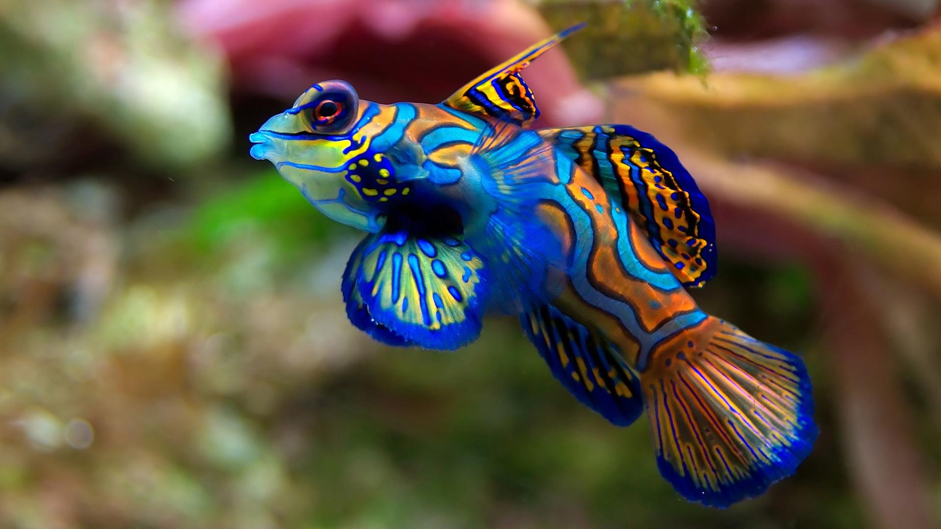 1920x1080 Free download Fish Cute Animals Wallpaper 997 Wallpaper HD [1920x1080] for your Desktop, Mobile & Tablet. Explore Cute Fish Wallpaper. Cute Wallpaper for Laptops, Cute Wallpaper for Girls, Cute Wallpaper Tumblr