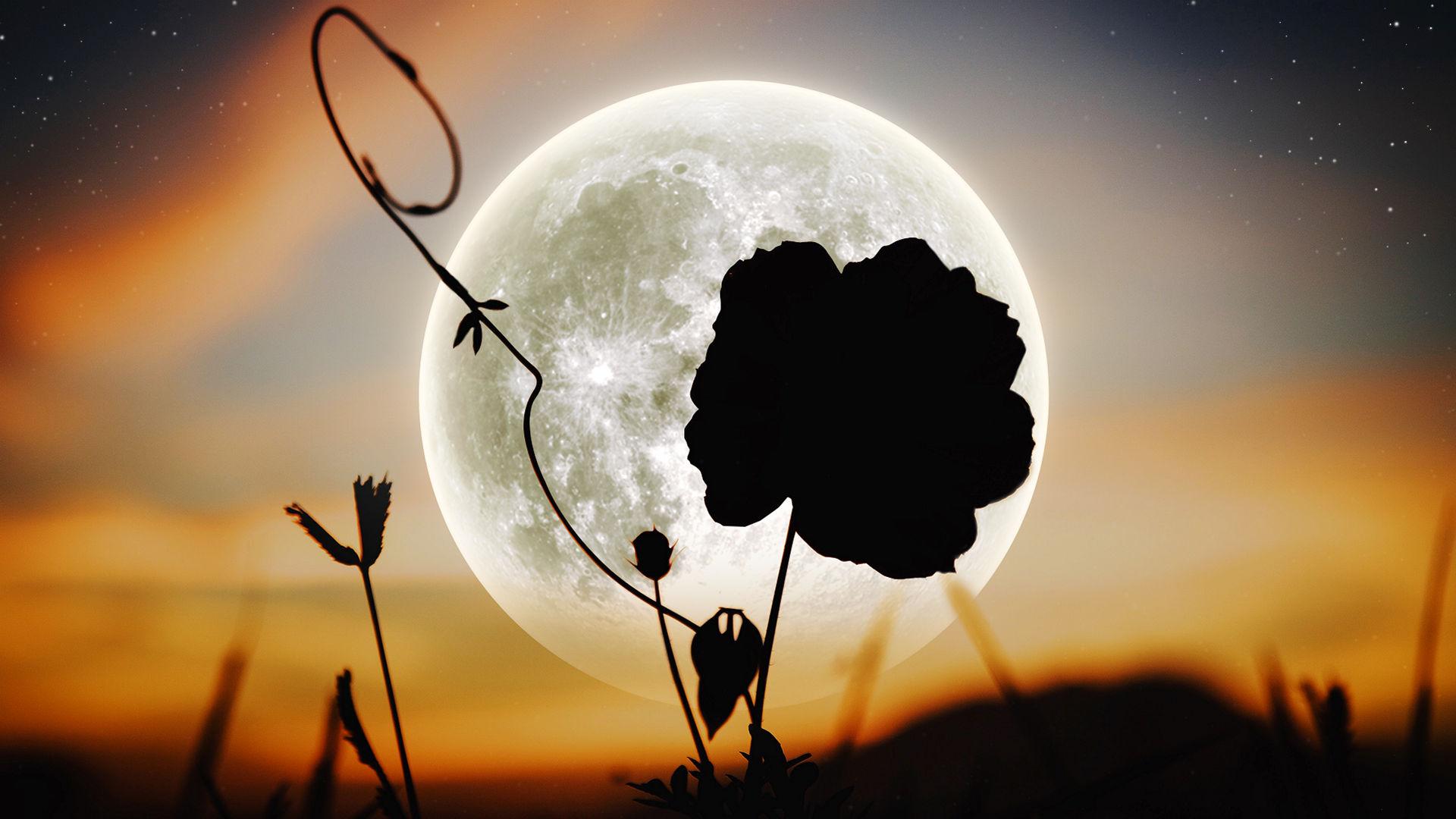 1920x1080 Full Flower Moon: The Last Supermoon Of 2020