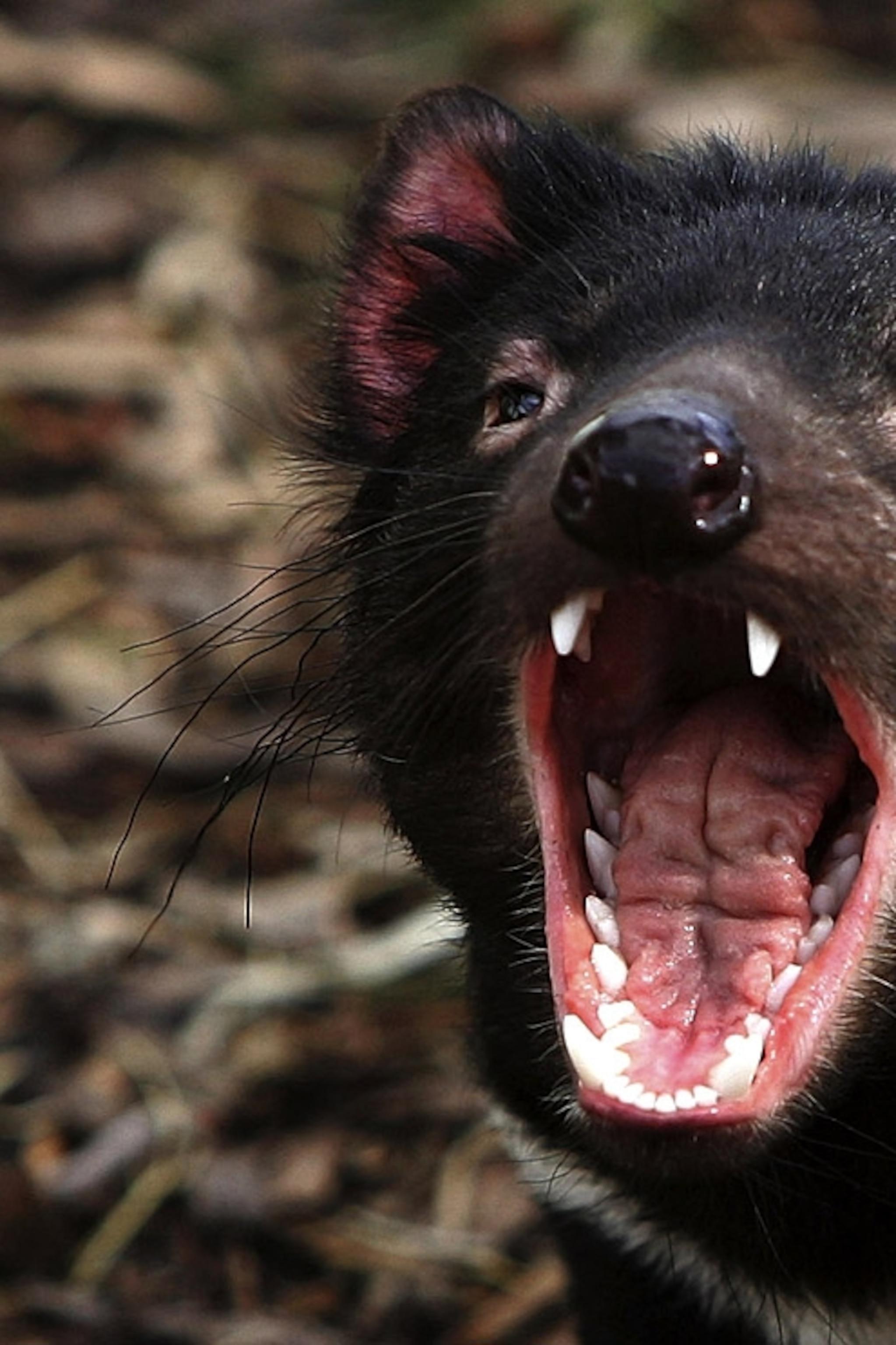 2047x3072 Tasmanian Devil Picture