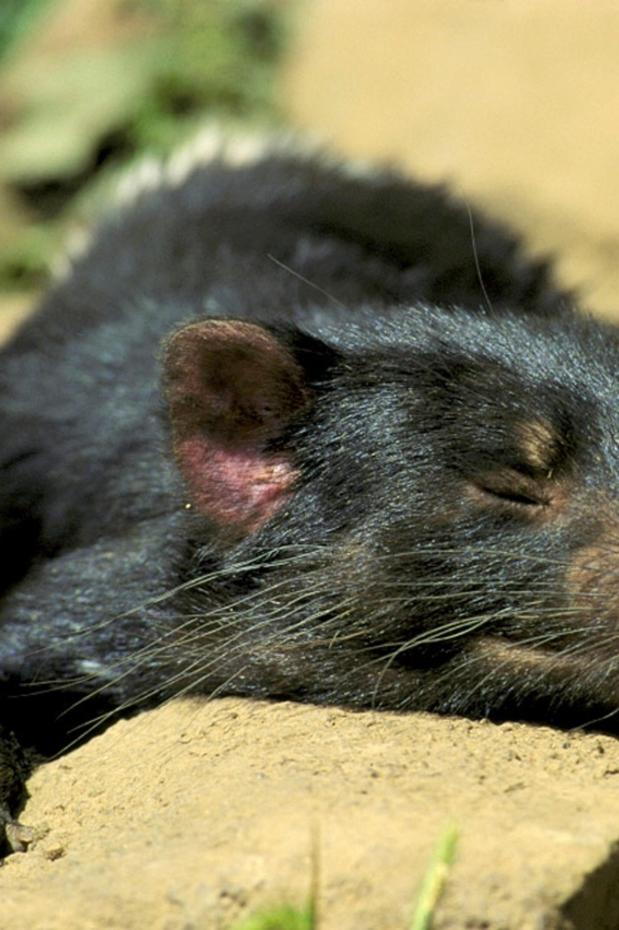 2047x3072 Tasmanian Devil Picture