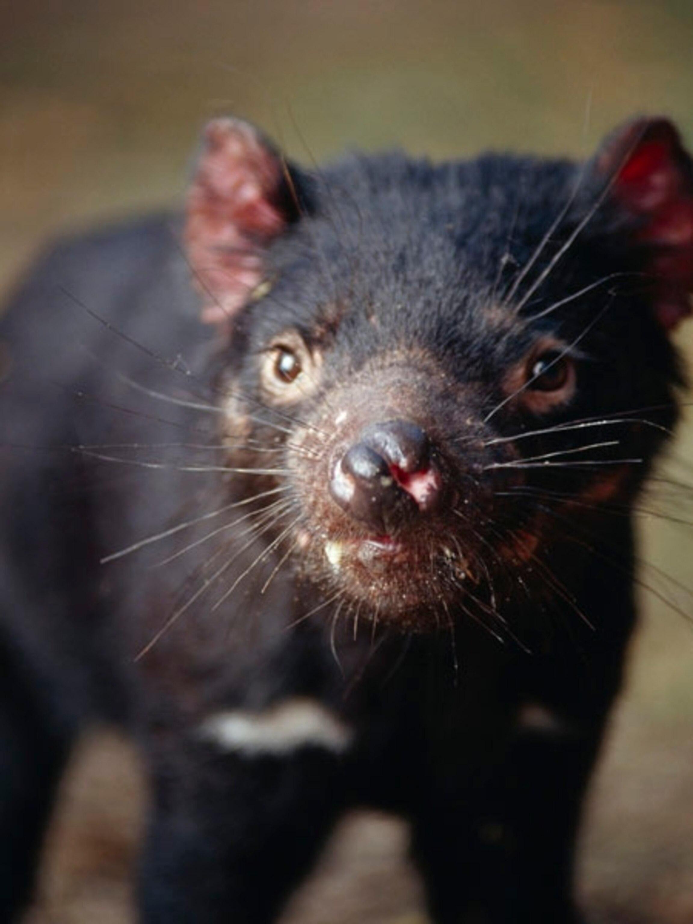 2304x3072 Tasmanian Devil Picture