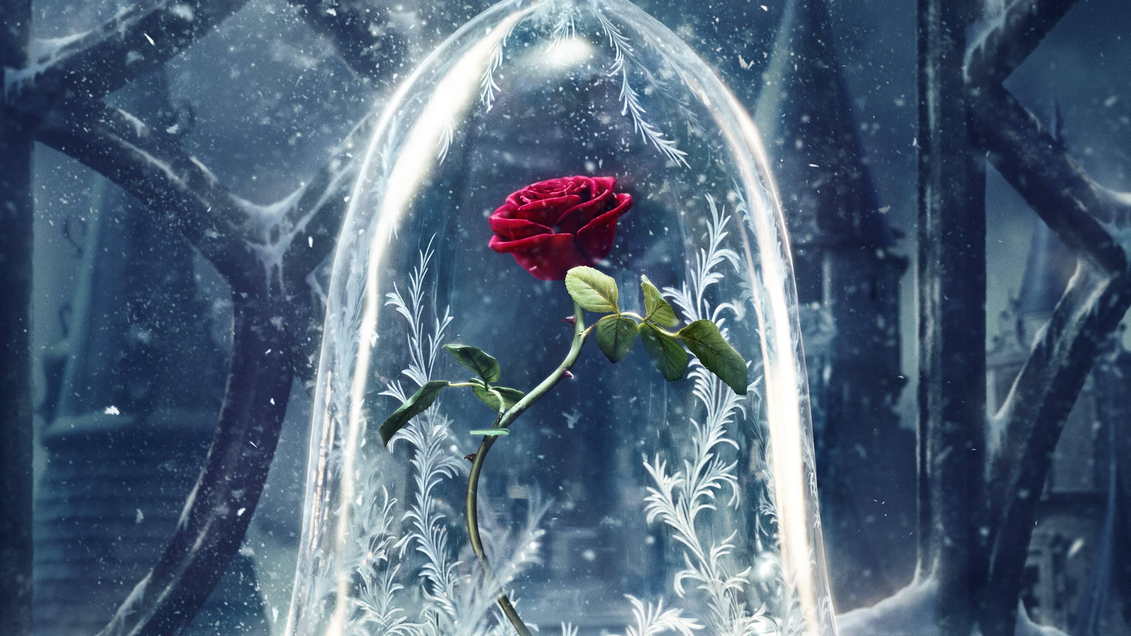 3840x2160 Beauty And The Beast Rose Wallpaper