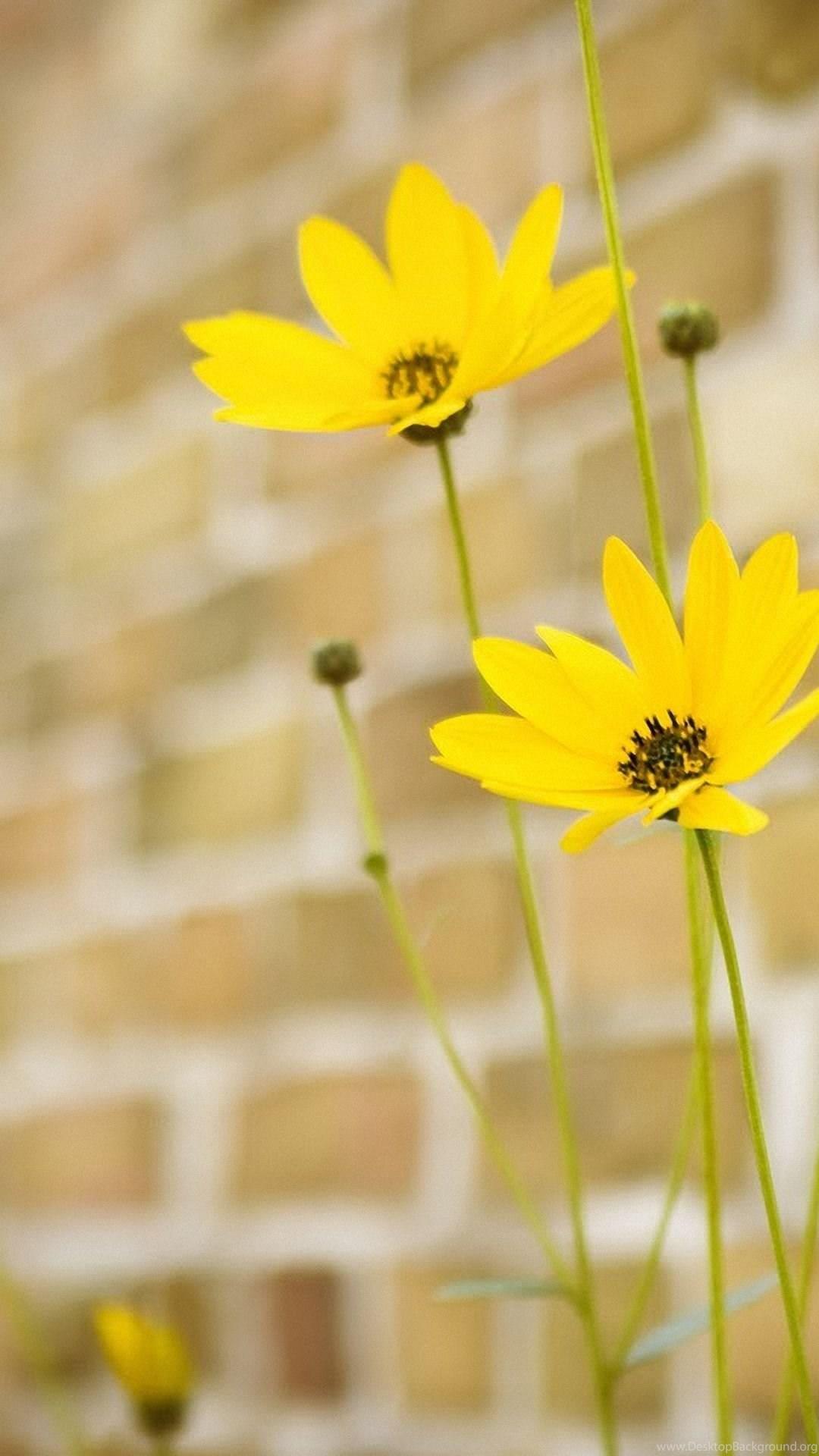 1080x1920 Pretty Little Flowers Mobile Phone Wallpaper HD 1080x1920 Desktop Background