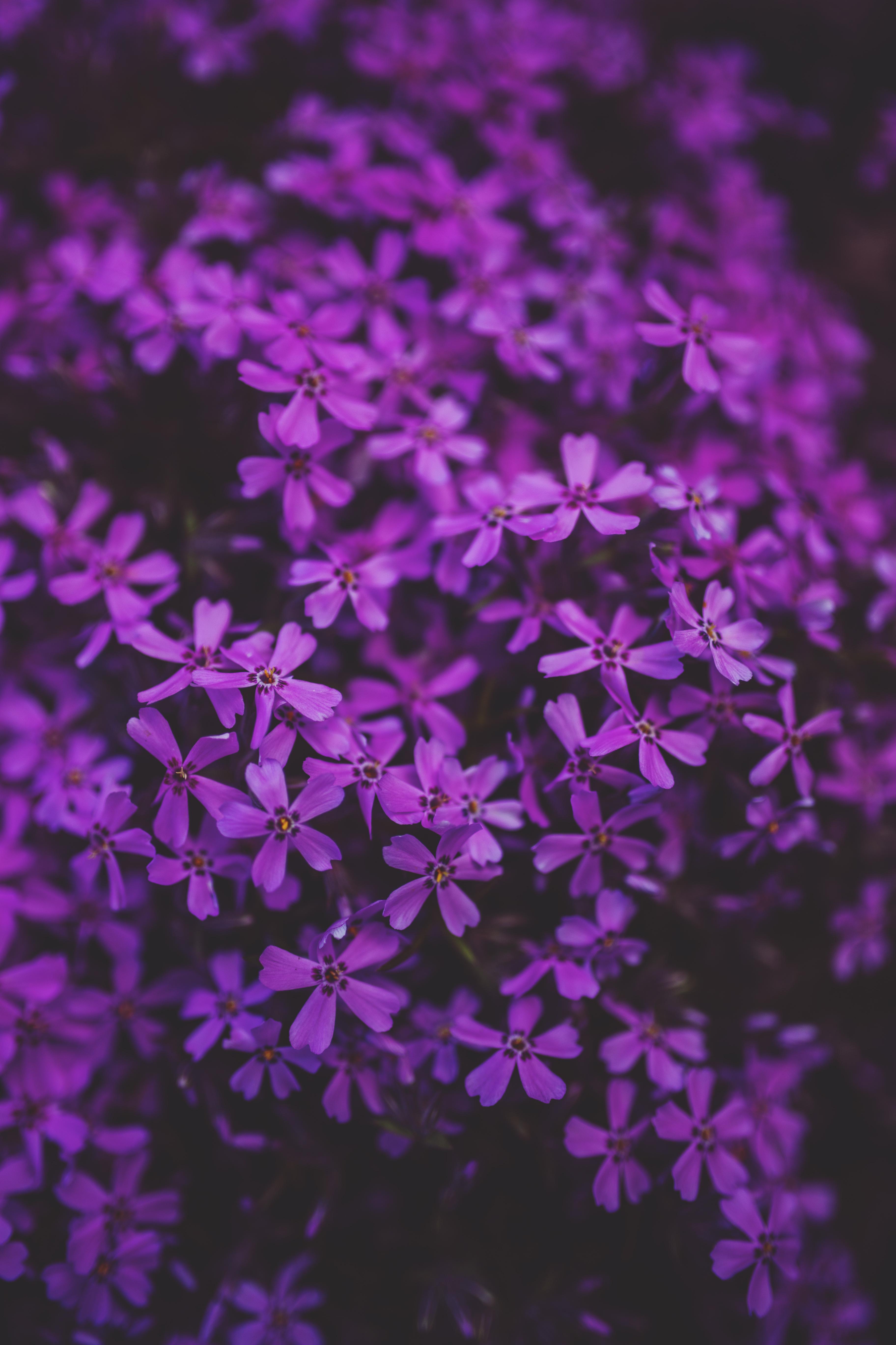 3648x5472 Little purple flowers · Free