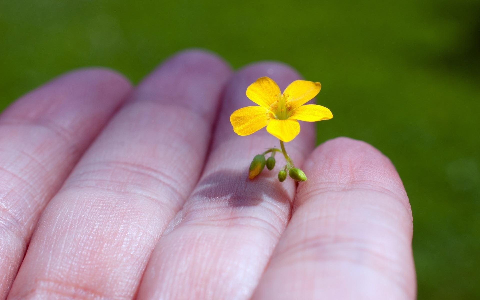 1920x1200 beauty, Flower, Nature, Little, Yellow, Flower, Hand Wallpaper HD / Desktop and Mobile Background