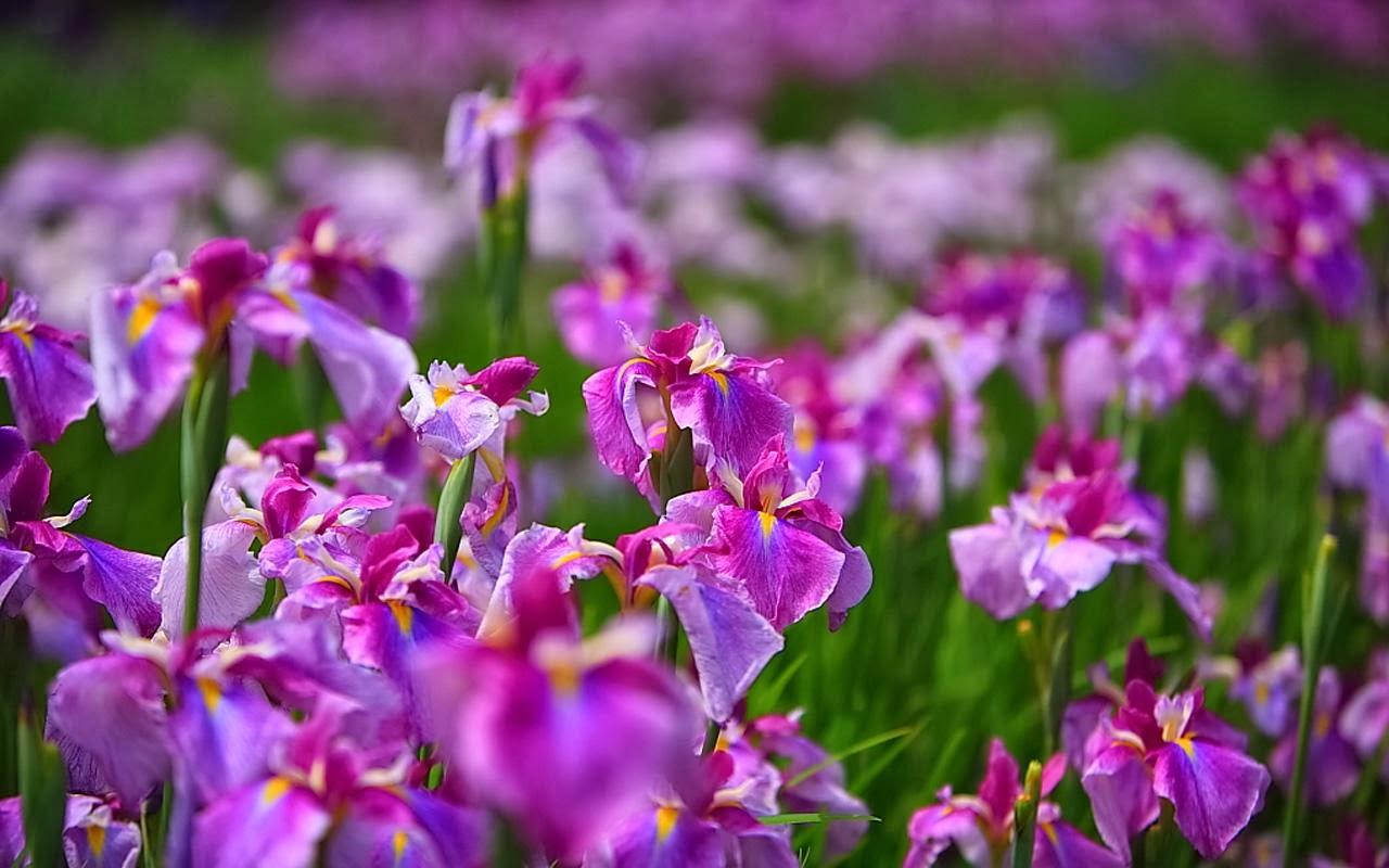 1280x800 Very Nice Colorful Little Flowers Wallpaper