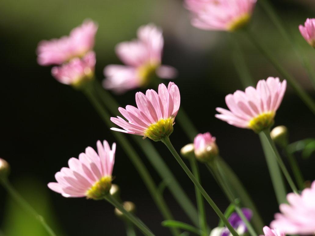 1032x774 Lovely Wallpaper and Picture of Flowers