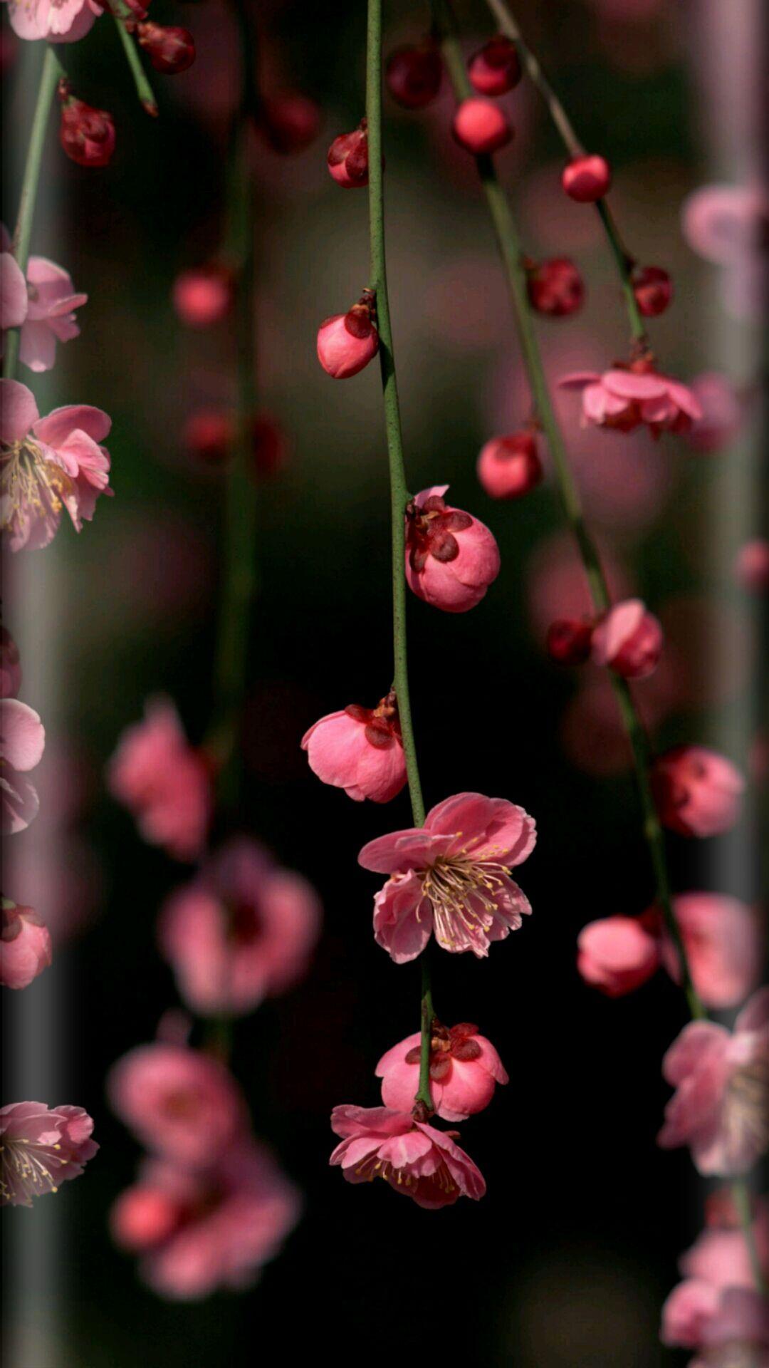 1080x1920 Beautiful flowers picture, Digital flowers, Flowers