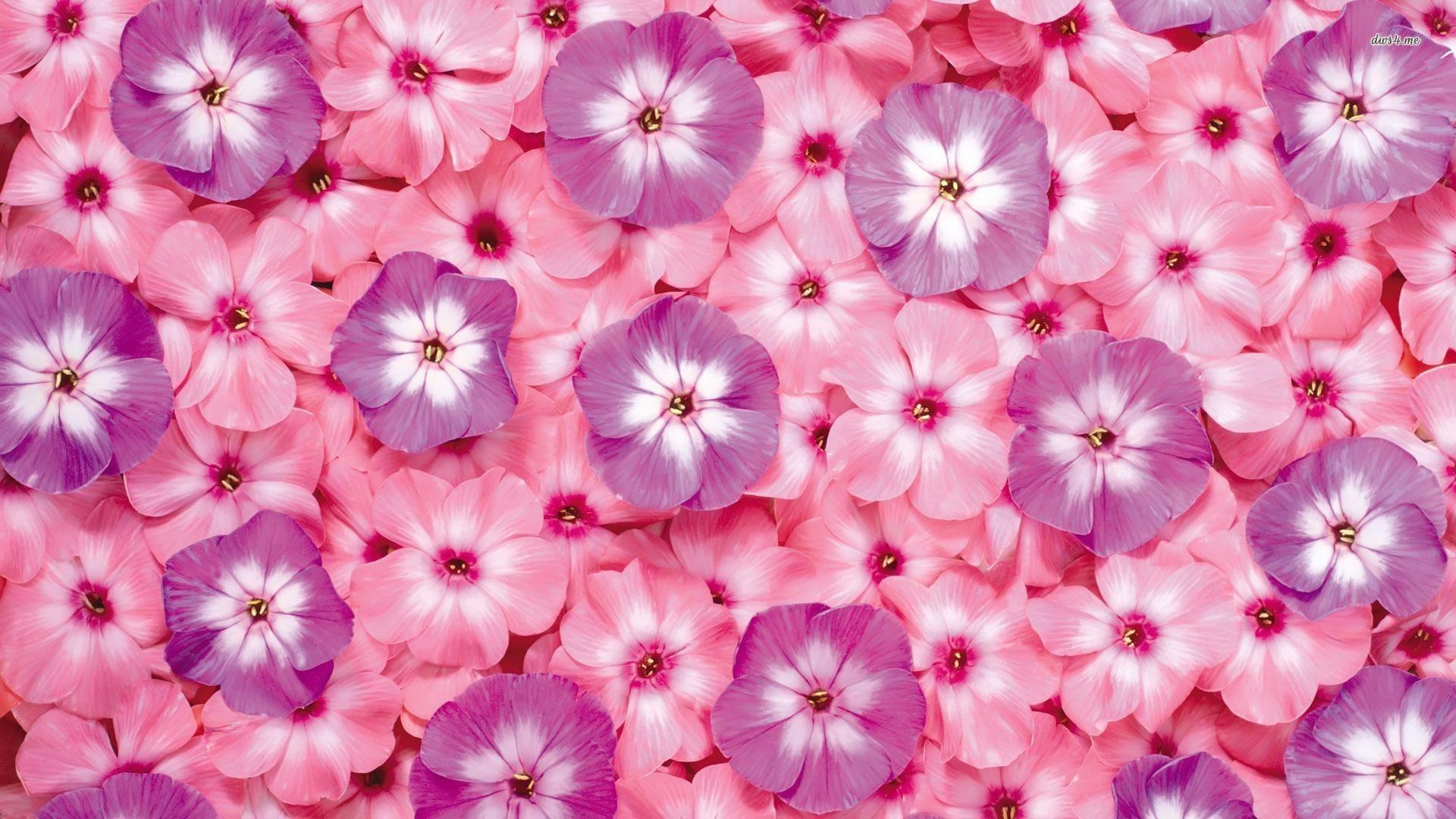 1920x1080 Small Flower Wallpaper
