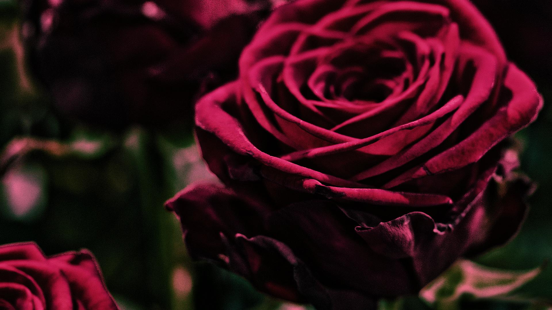 1920x1080 Velvet Wallpaper