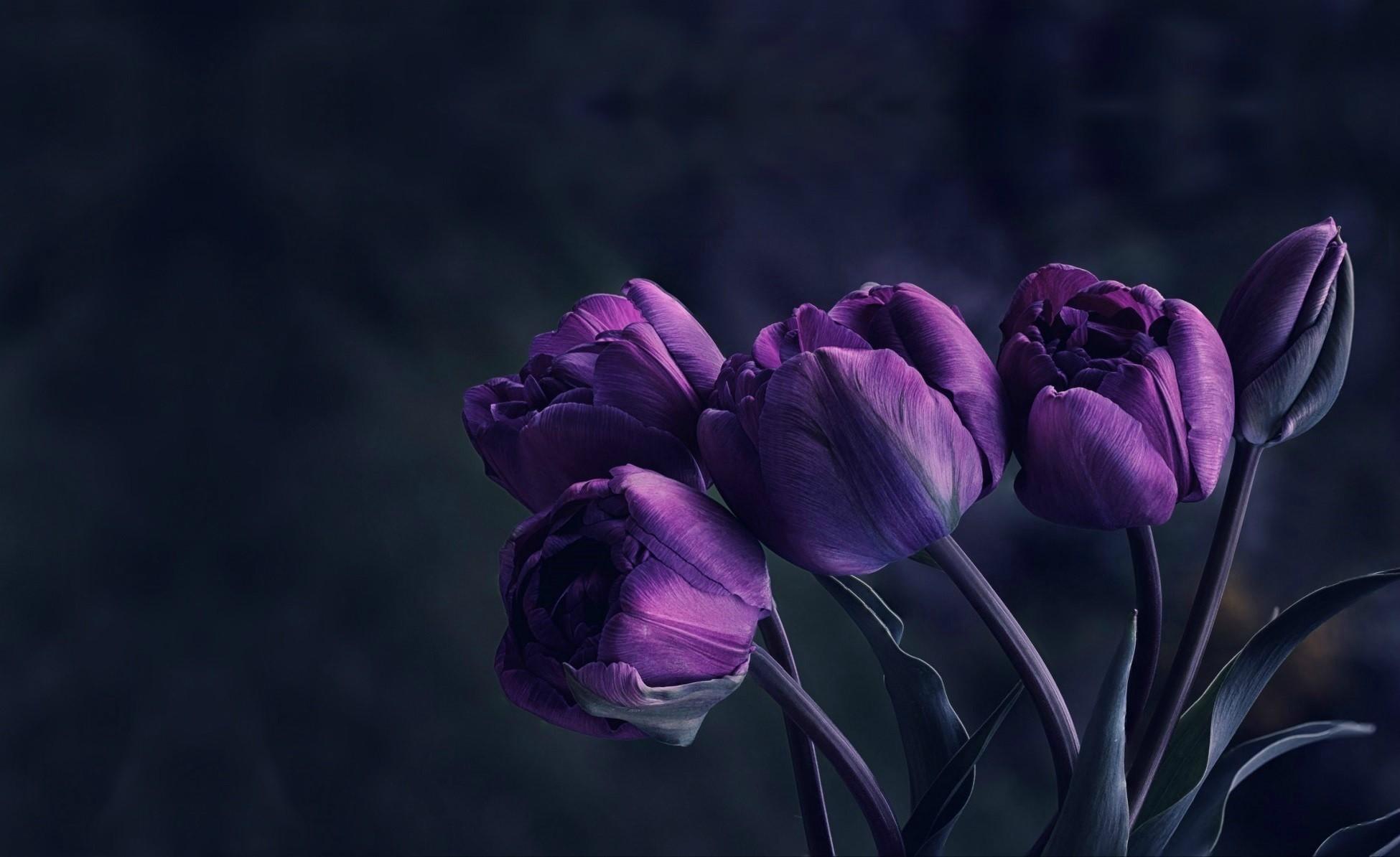 1950x1194 #tulips, #velvet, #flowers, wallpaper. Mocah HD Wallpaper