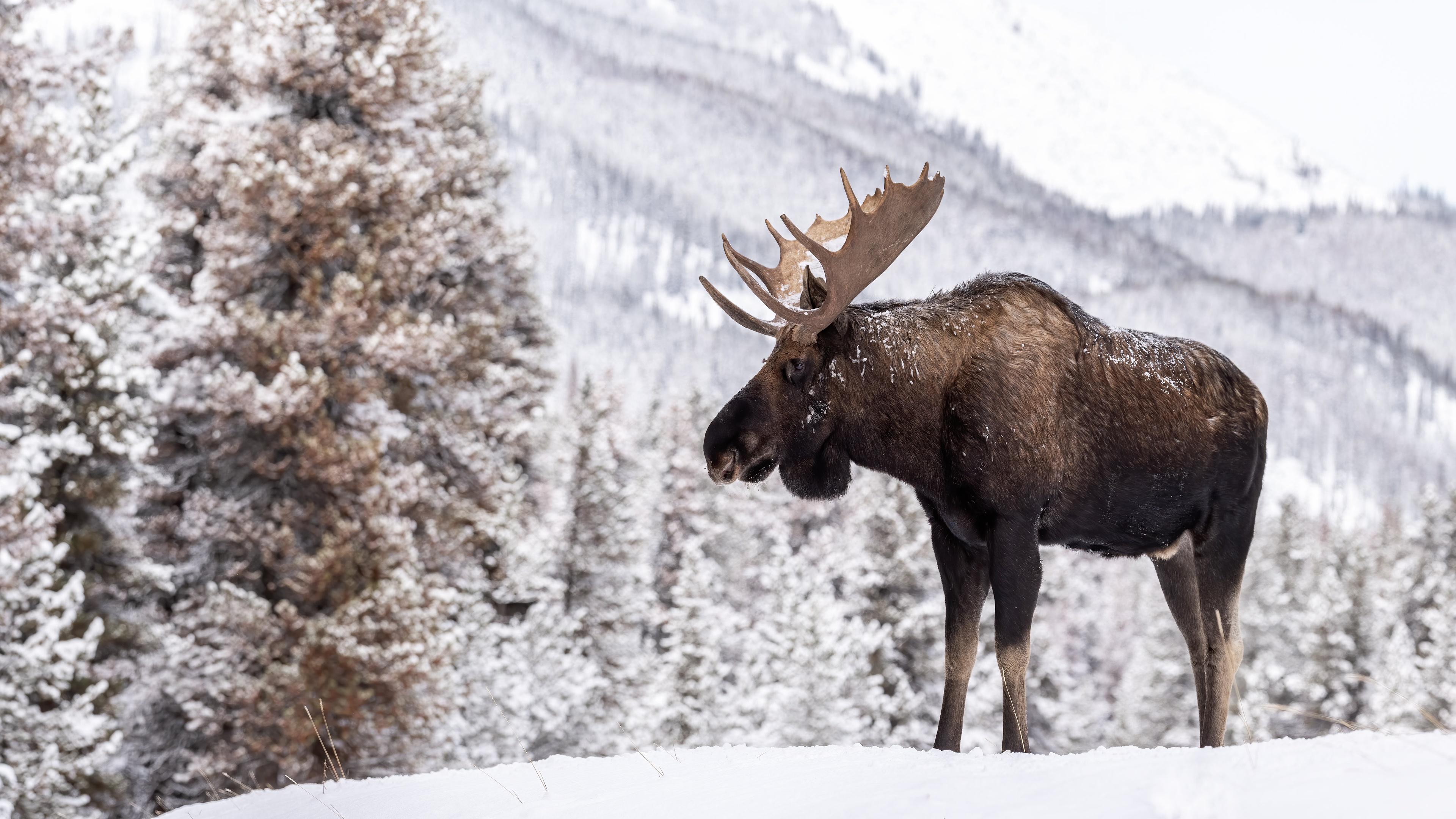 Moose Is Standing In Trees Forest Background 4K HD Moose Wallpapers  HD  Wallpapers  ID 104886