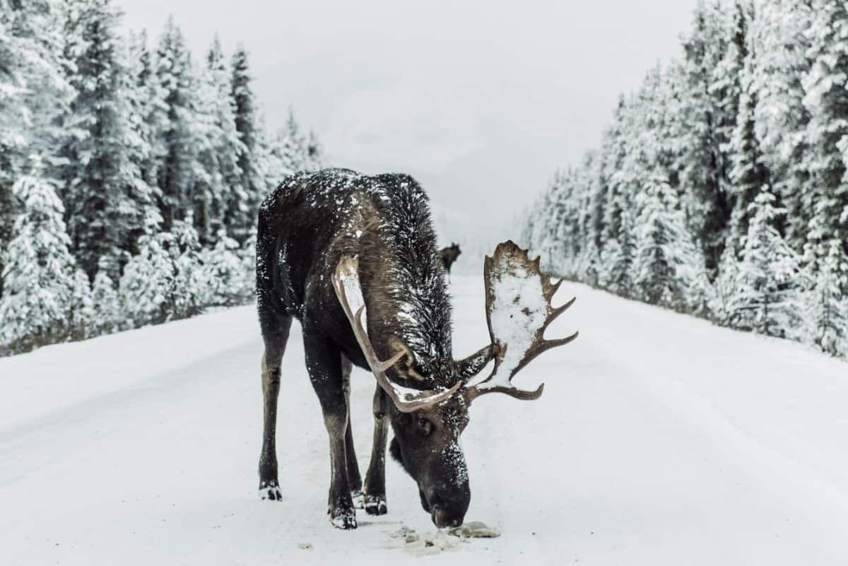 1200x801 Moose Winter Wallpaper