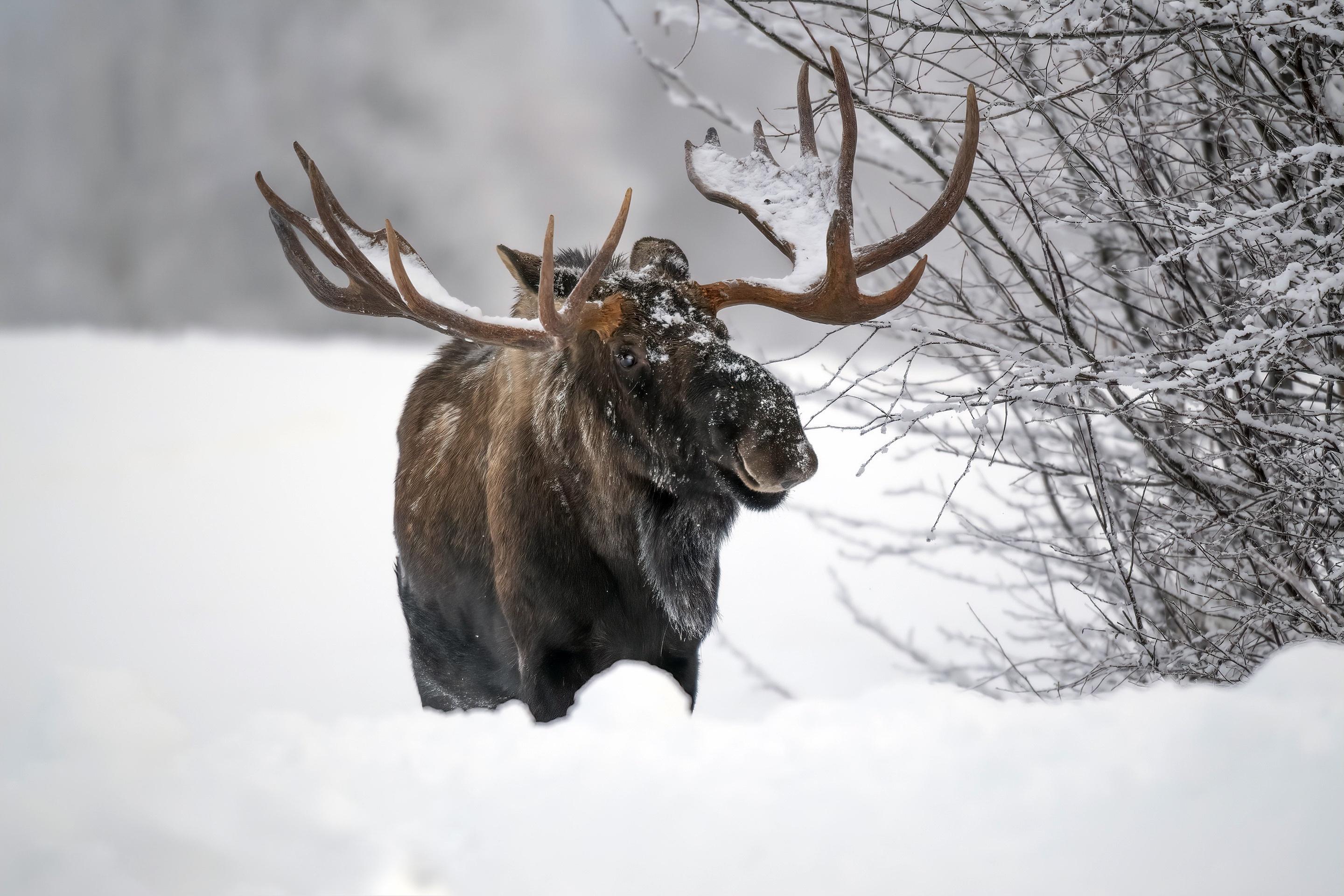 Moose 4K wallpapers for your desktop or mobile screen free and easy to  download