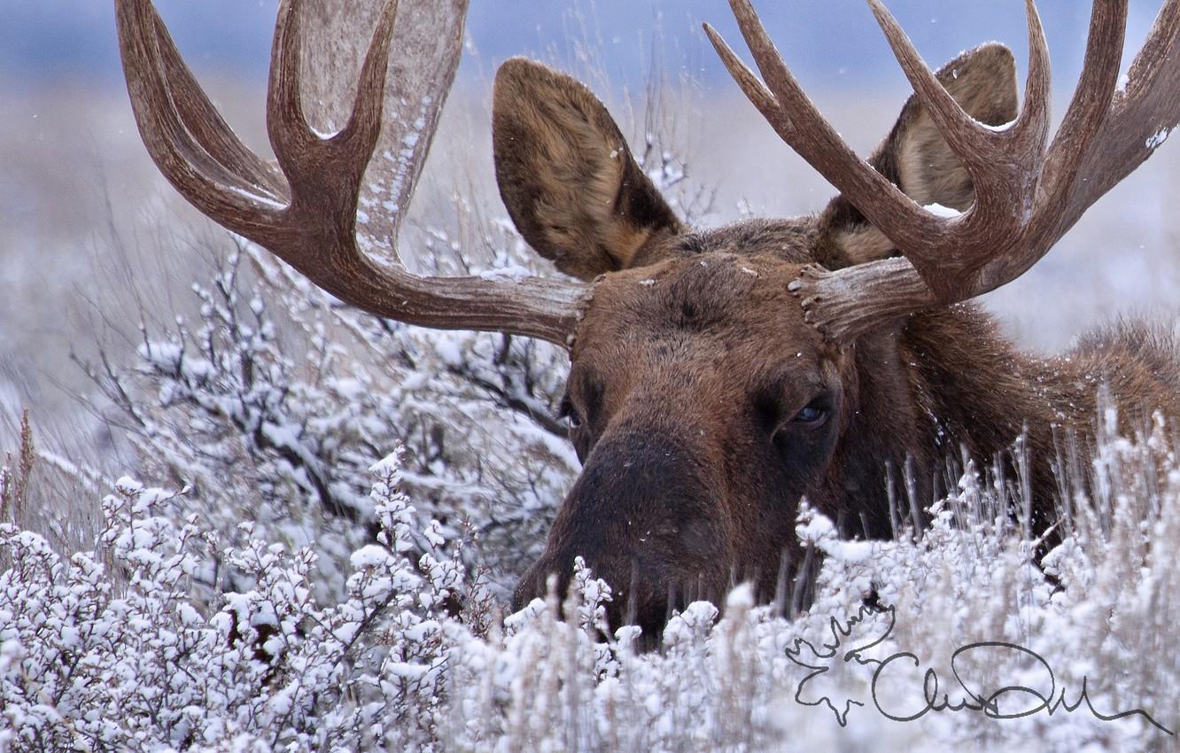 1332x850 Wallpaper winter, snow, horns, the bushes, moose image for desktop, section животные