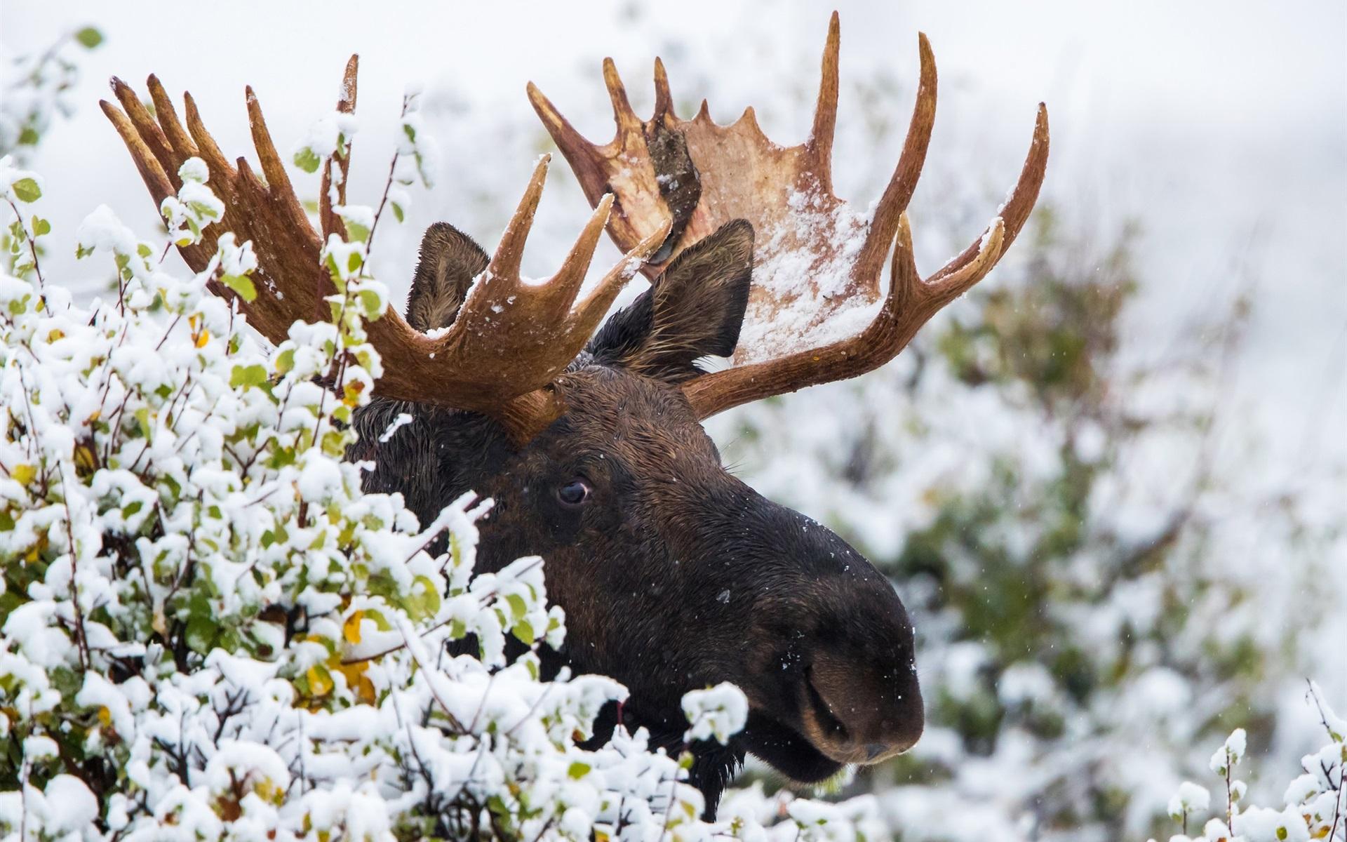 1920x1200 Wallpaper Moose in winter, snow, horns 1920x1200 HD Picture, Image