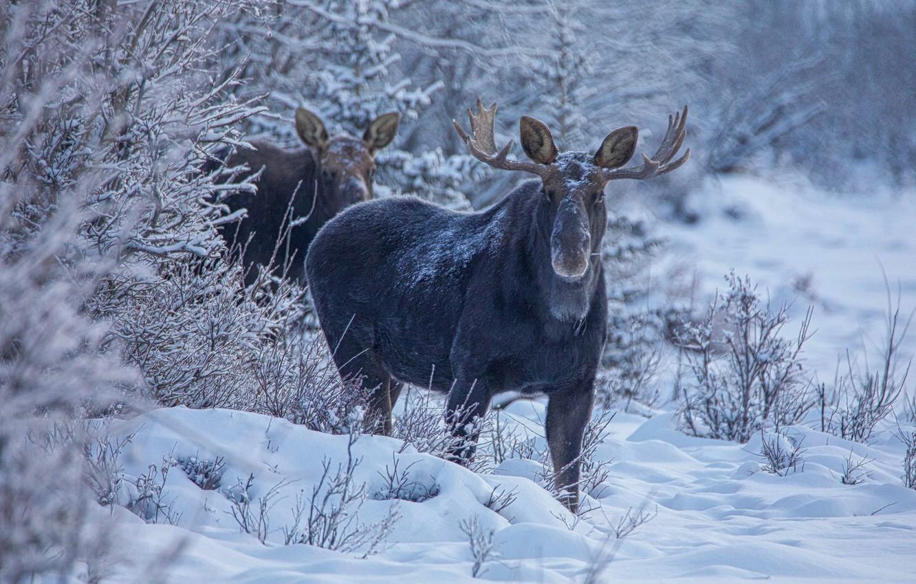 1332x850 Wallpaper winter, forest, snow, moose image for desktop, section животные