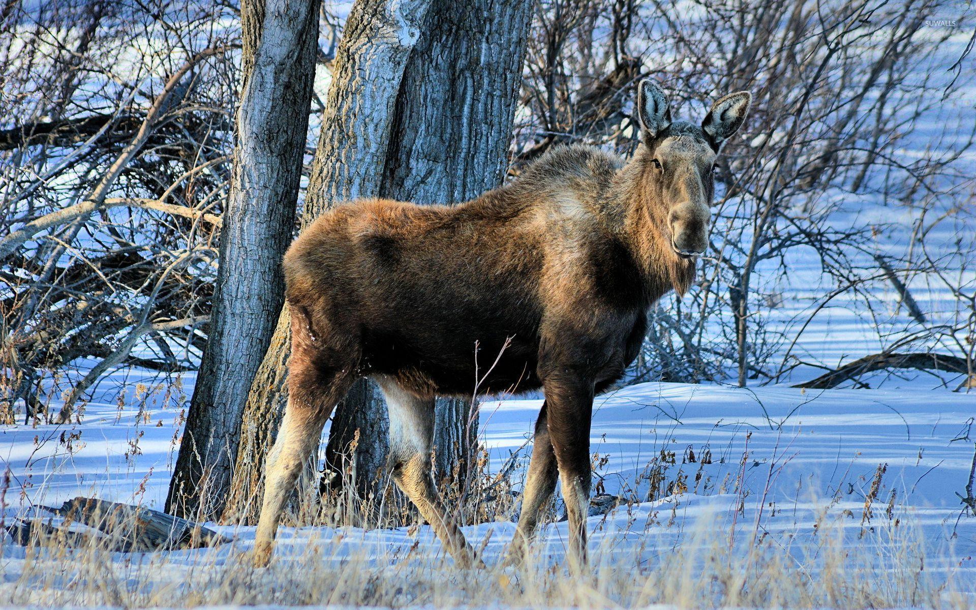 1920x1200 Moose in the winter forest wallpaper wallpaper