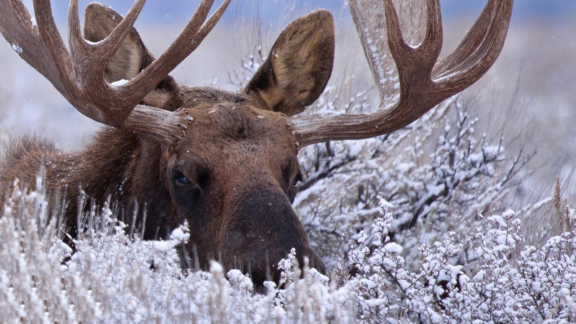 1920x1080 Moose Computer Background