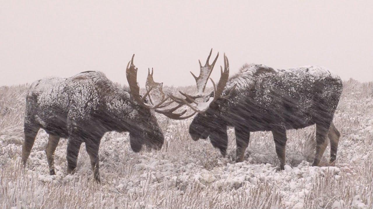 1280x720 Epic Winter Moose Battle