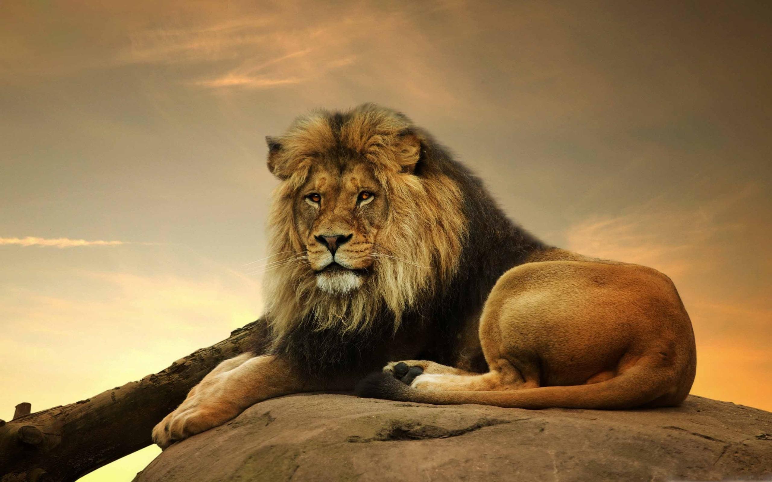 Lion Pc Wallpapers Top Free Lion Pc Backgrounds Wallpaperaccess