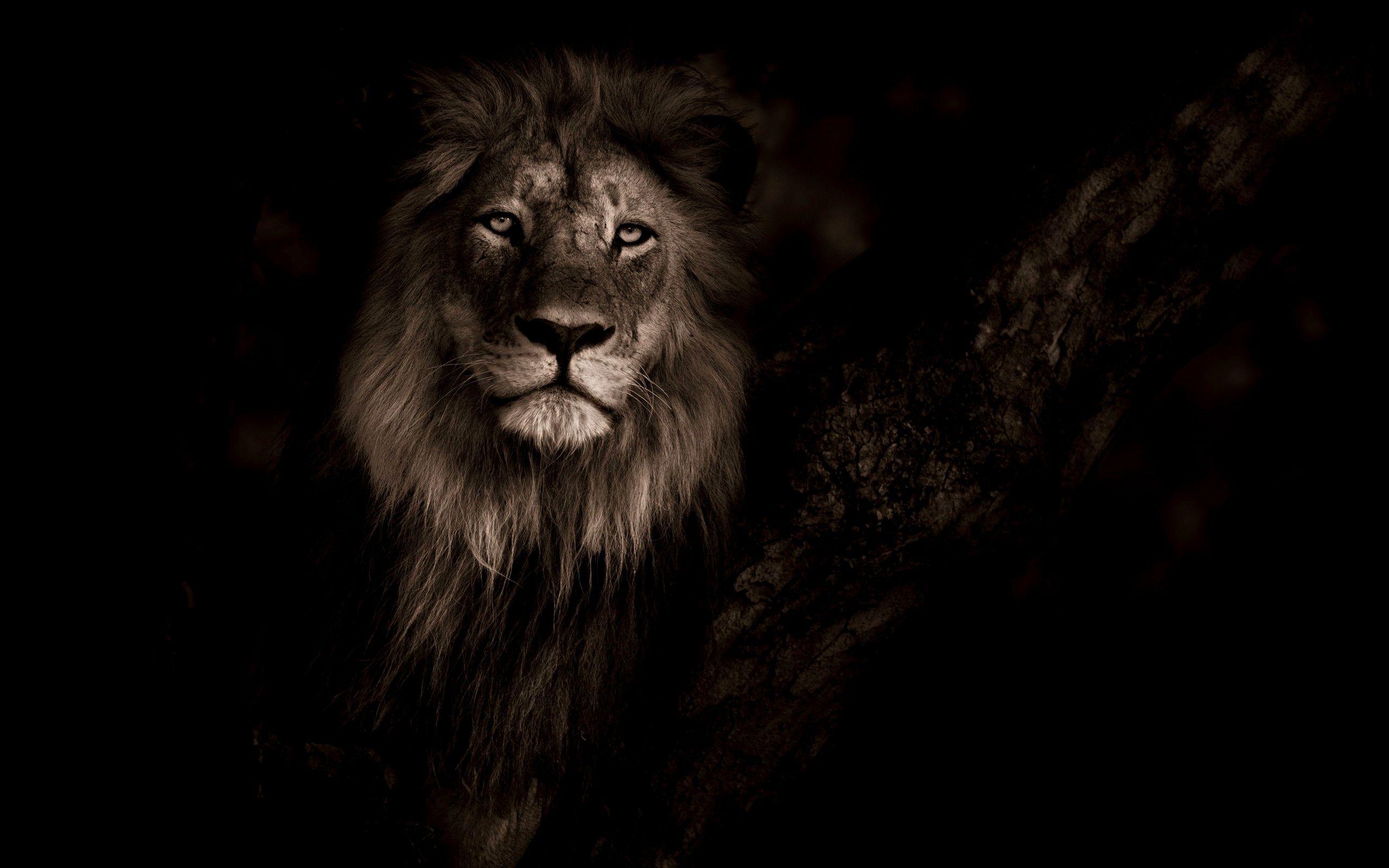 2560x1600 Full HD White Lion Wallpaper