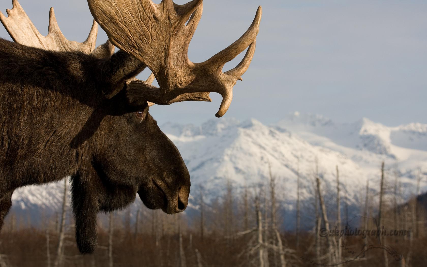1680x1050 Free download Moose Computer Wallpaper Desktop Background 2048x1365 [2048x1365] for your Desktop, Mobile & Tablet. Explore Moose Wallpaper. Moose Wallpaper for Computer