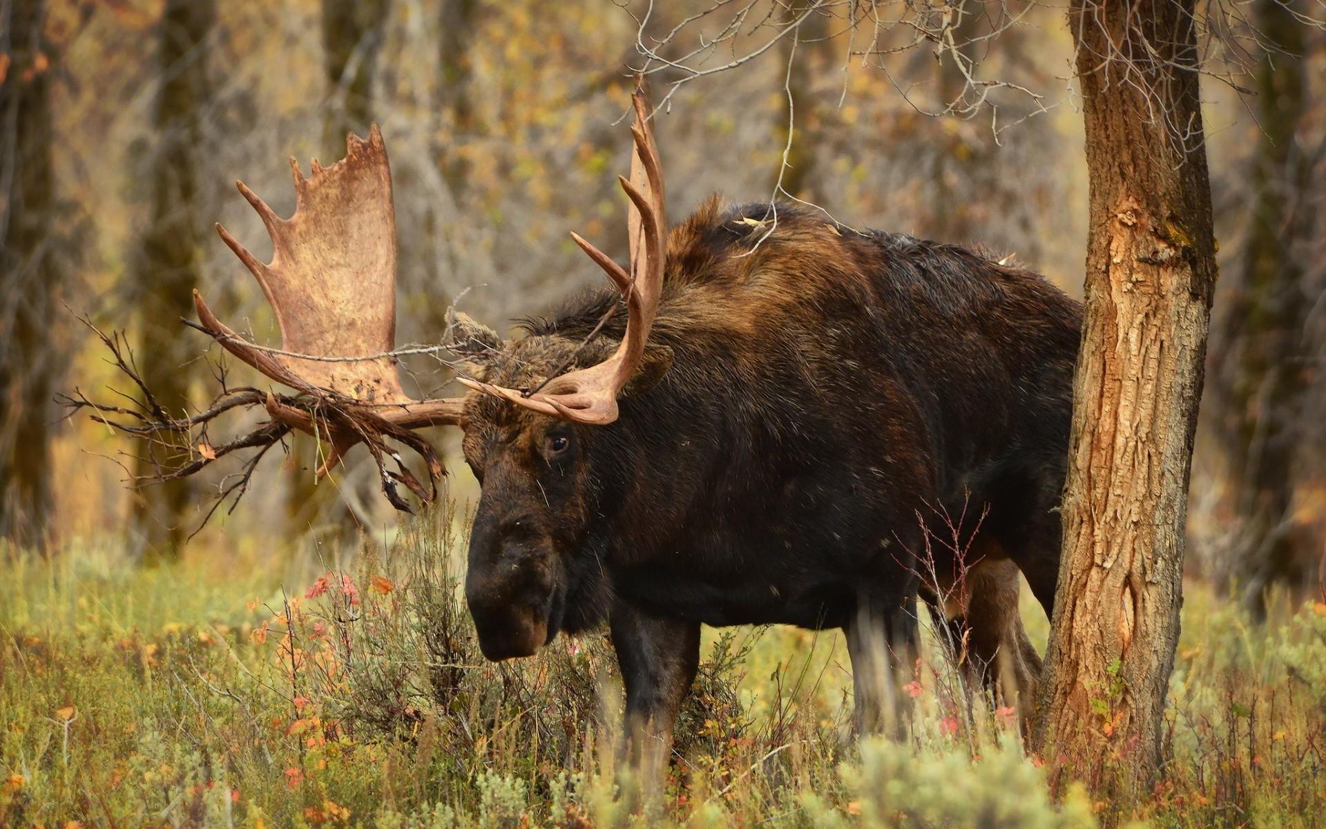 1920x1200 #fantasy art, #moose wallpaper. Mocah HD Wallpaper