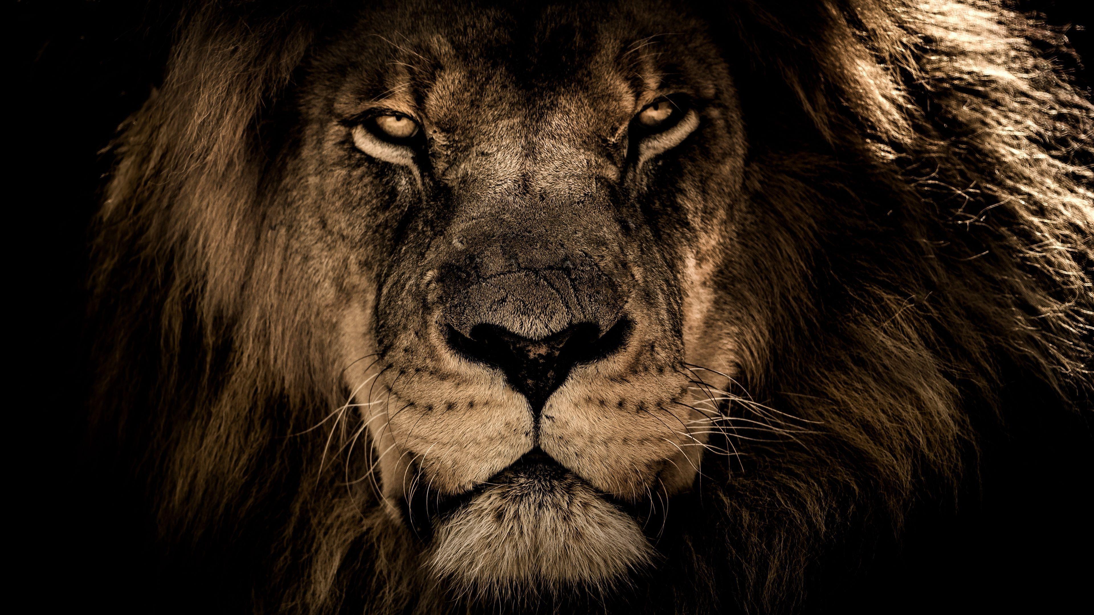 3840x2160 Lion PC Wallpaper, HD Lion PC Background