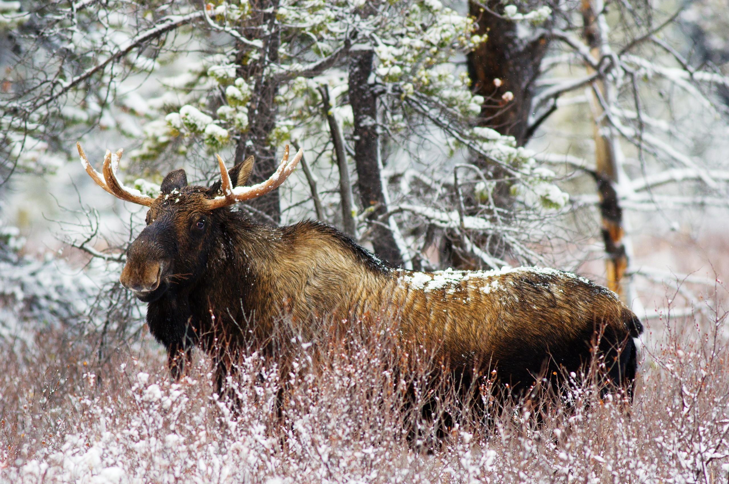 2560x1700 Moose. Mocah HD Wallpaper