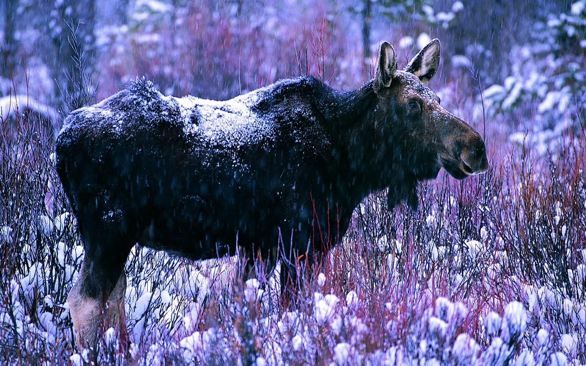 1920x1200 moose HD wallpaper, background