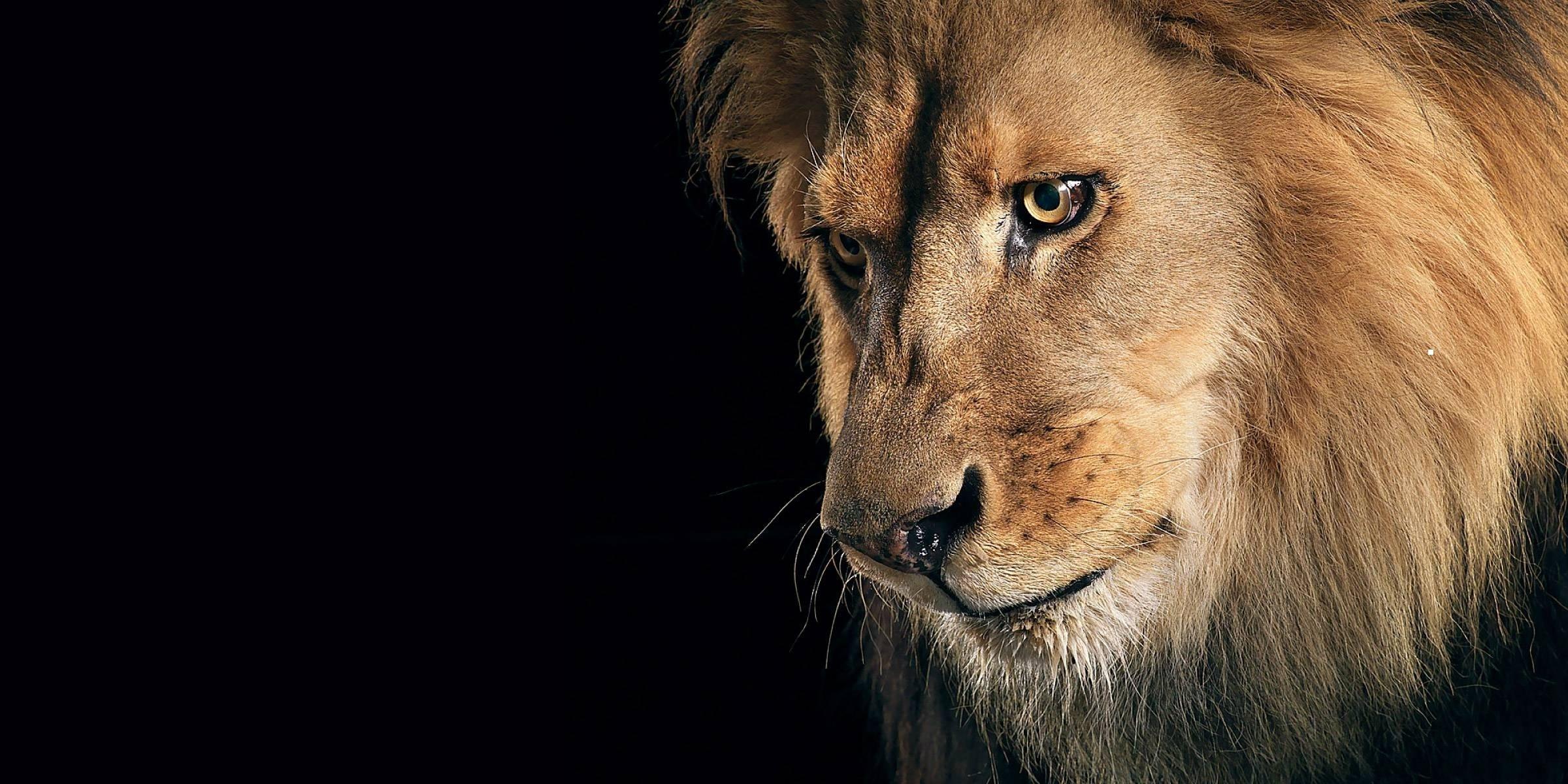 2400x1200 Sad Lion HD Wallpaper HD Wallpaper For Pc HD Wallpaper