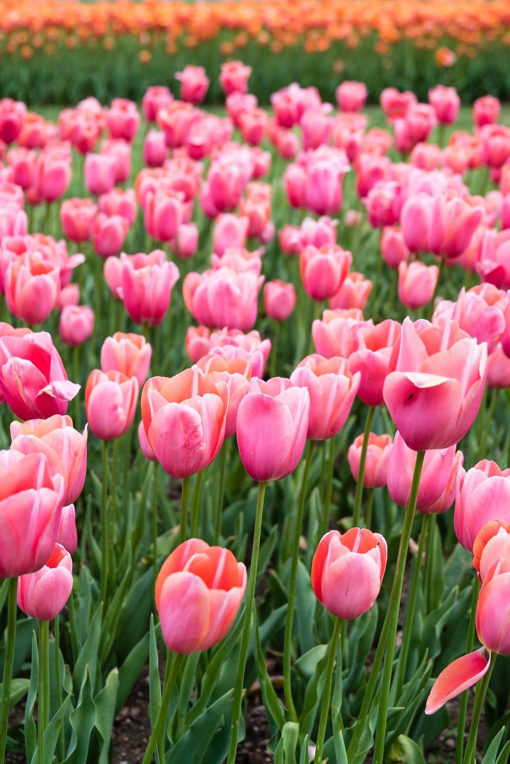 1000x1498 Pink Tulips Picture. Download Free Image
