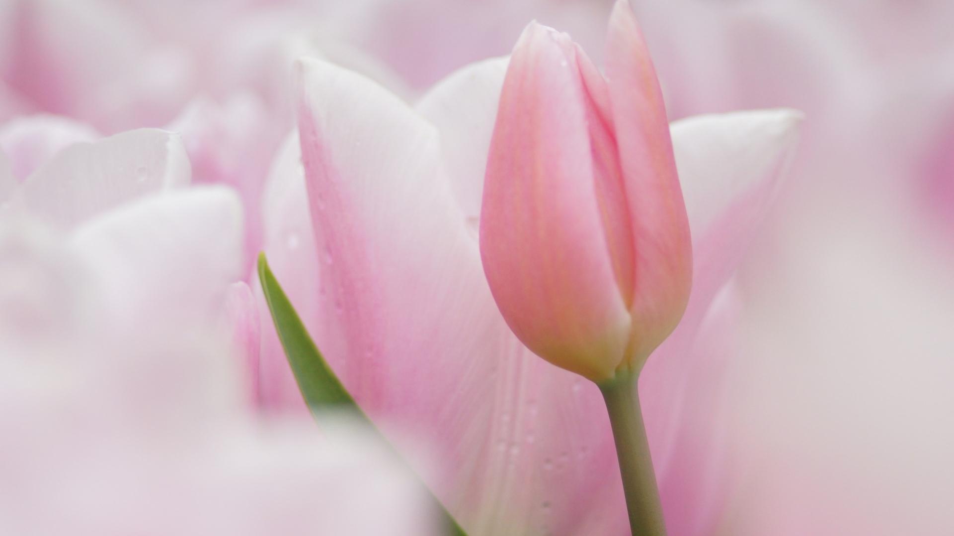 Pink Tulip Wallpapers - Top Free Pink Tulip Backgrounds - WallpaperAccess