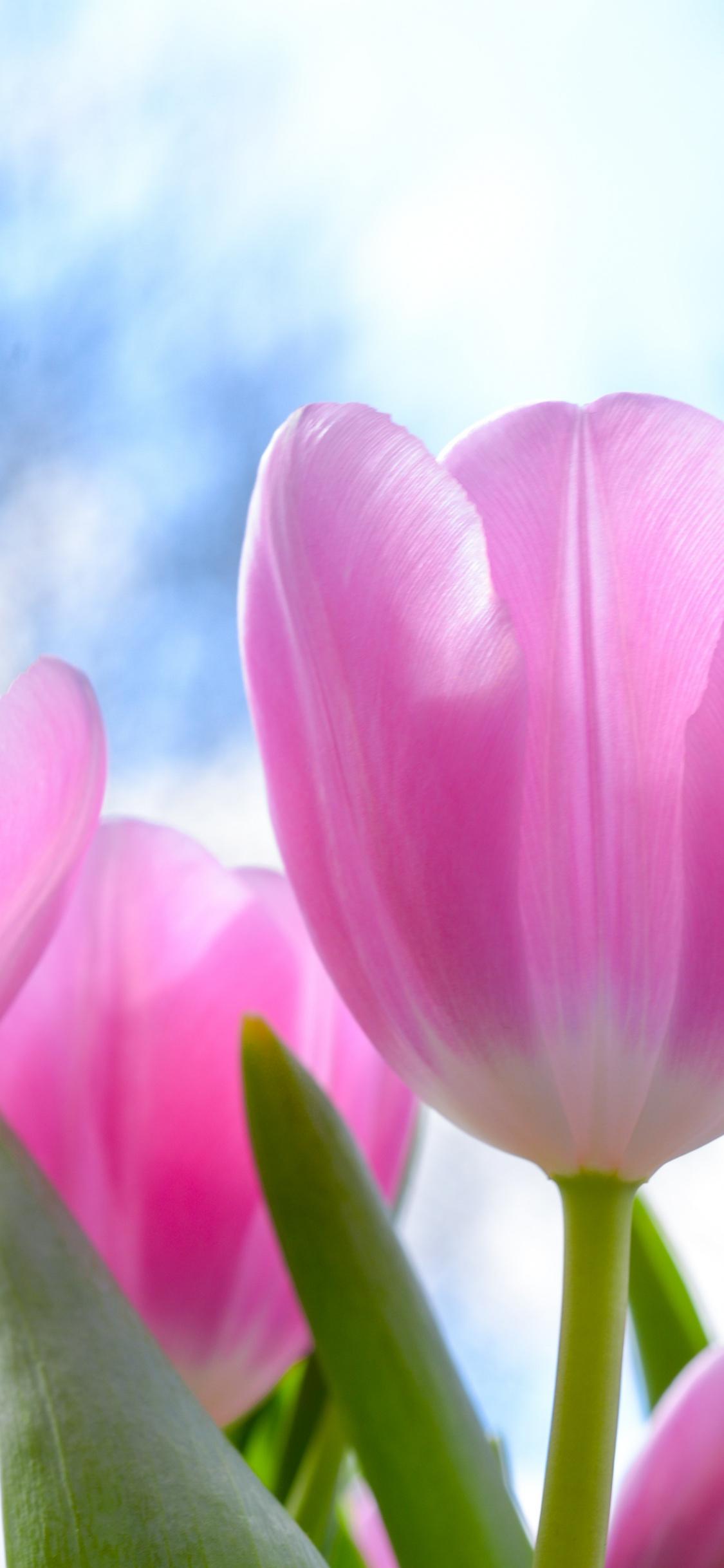 1125x2436 Fresh, Pink Tulips, Flowers, Wallpaper X Tulips