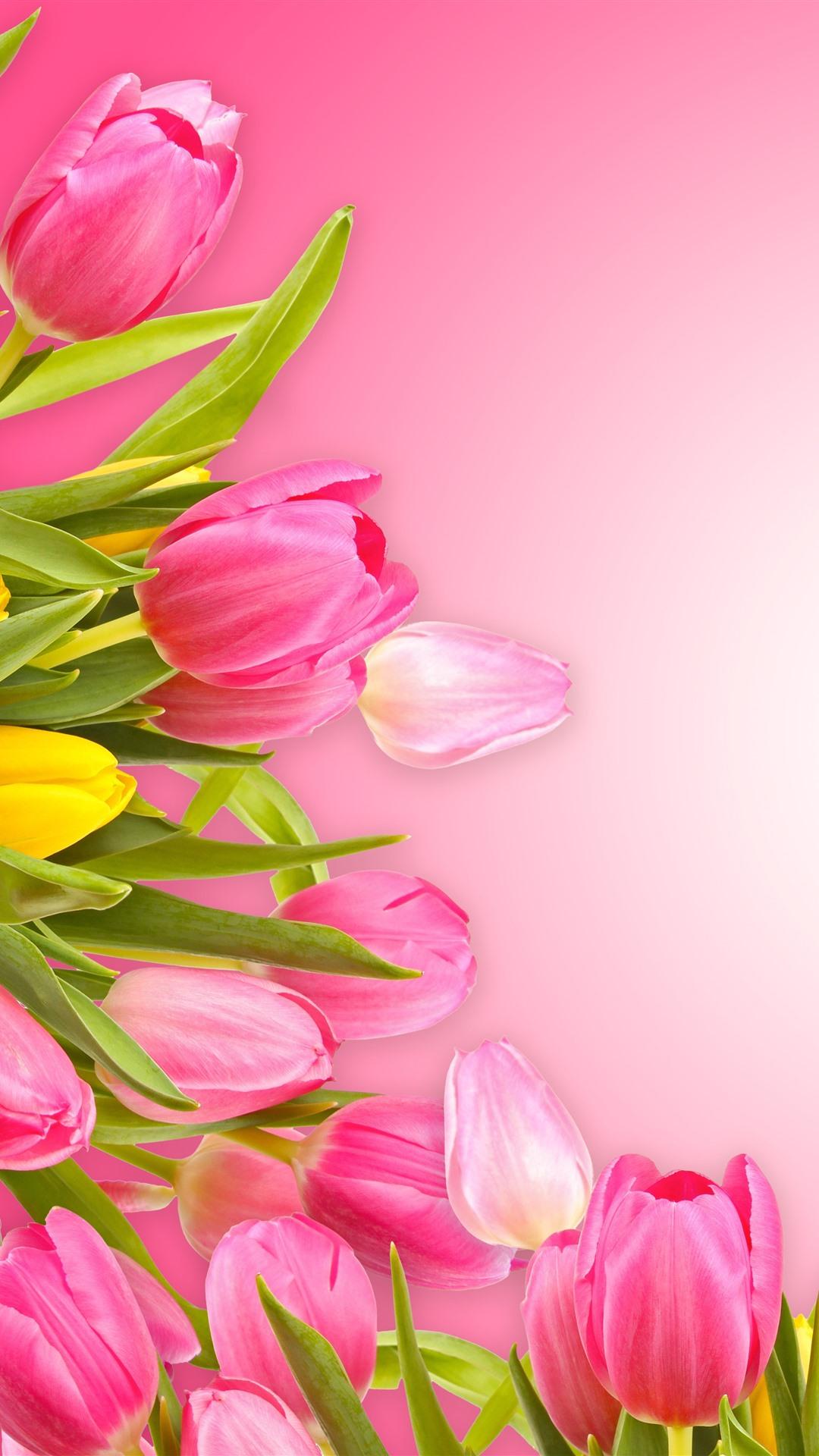 1080x1920 Pink Tulips, Pink Background 1242x2688 IPhone 11 Pro XS Max Wallpaper, Background, Picture, Image