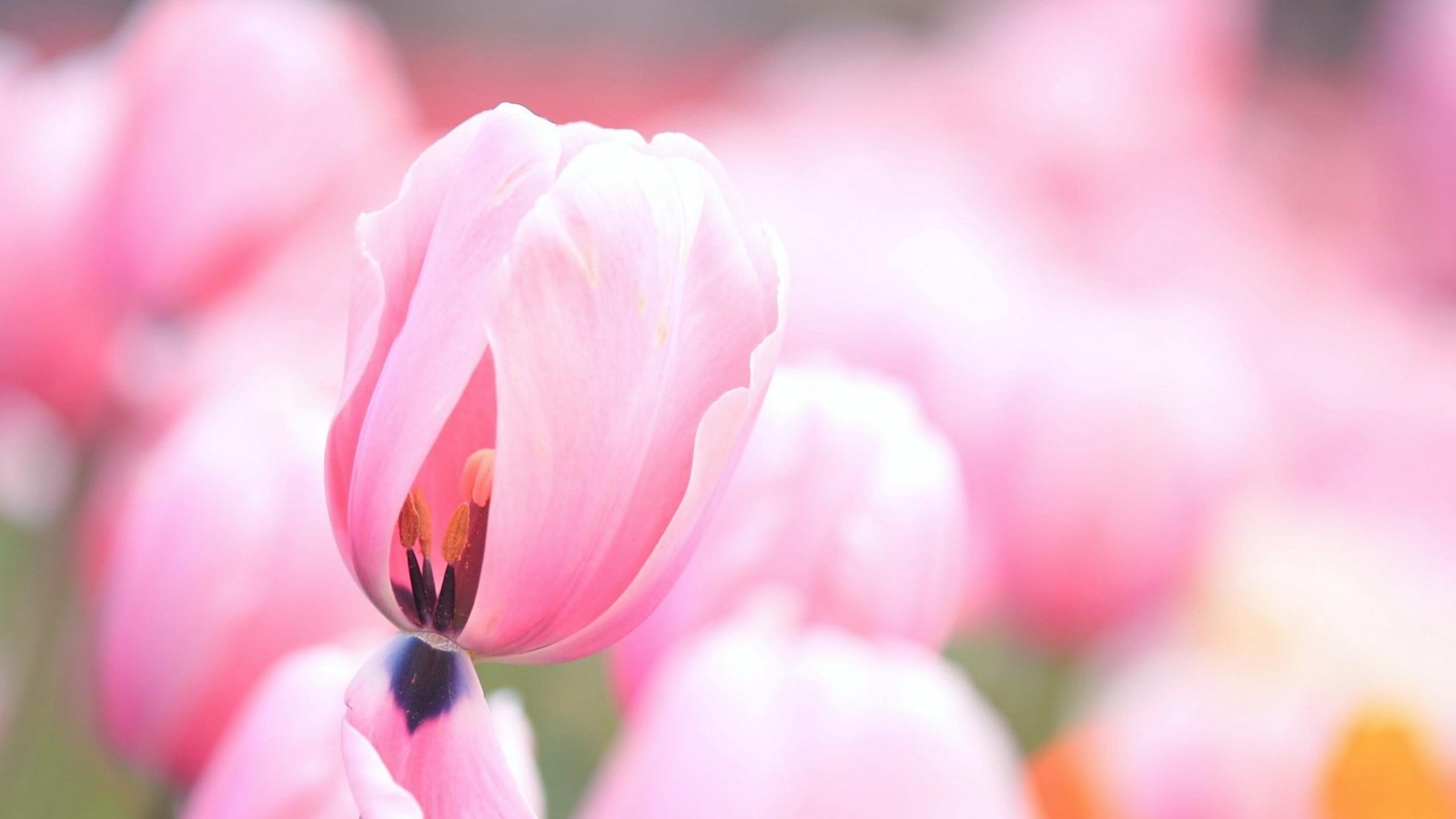 2560x1440 Tulips Wallpaper, Image, Background, Picture Image HD