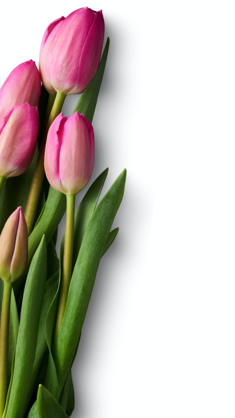 1000x1778 Pink Tulip Picture. Download Free Image