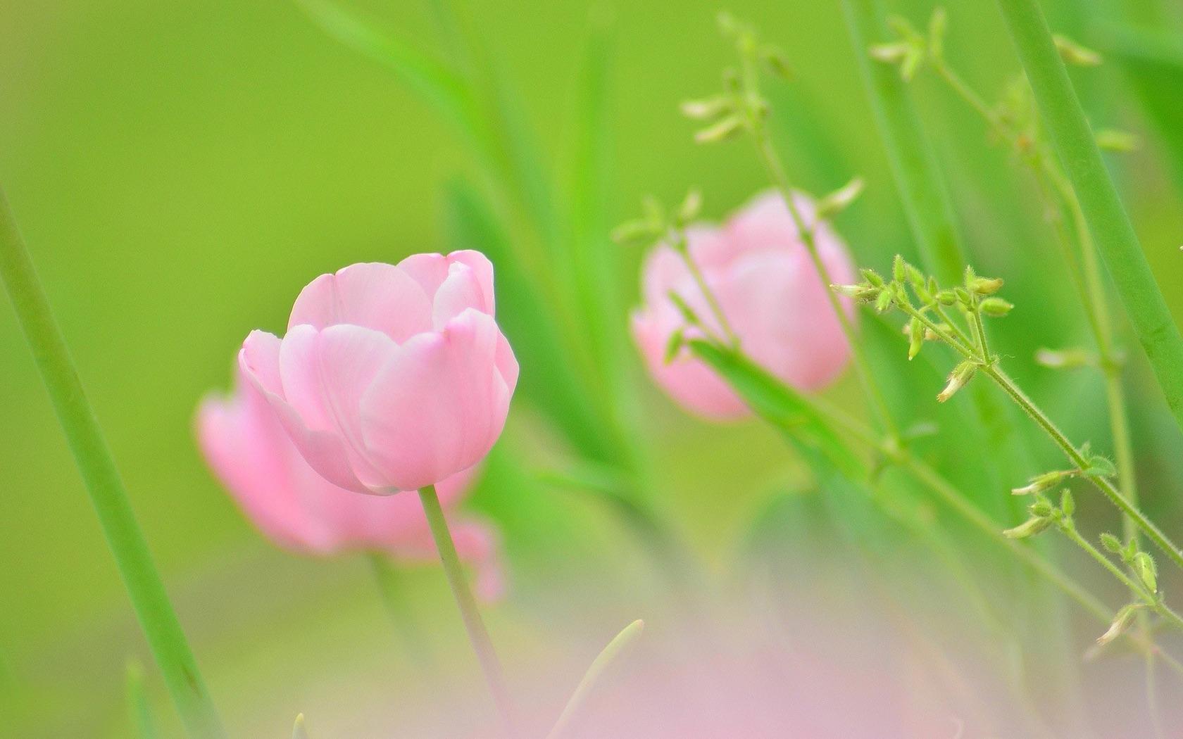 1680x1050 Free download Pink tulips wallpaper 13286 [1680x1050] for your Desktop, Mobile & Tablet. Explore Pink Tulip Wallpaper. Wallpaper Tulips Flowers, Tulips Background Wallpaper, Picture of Tulips for Wallpaper
