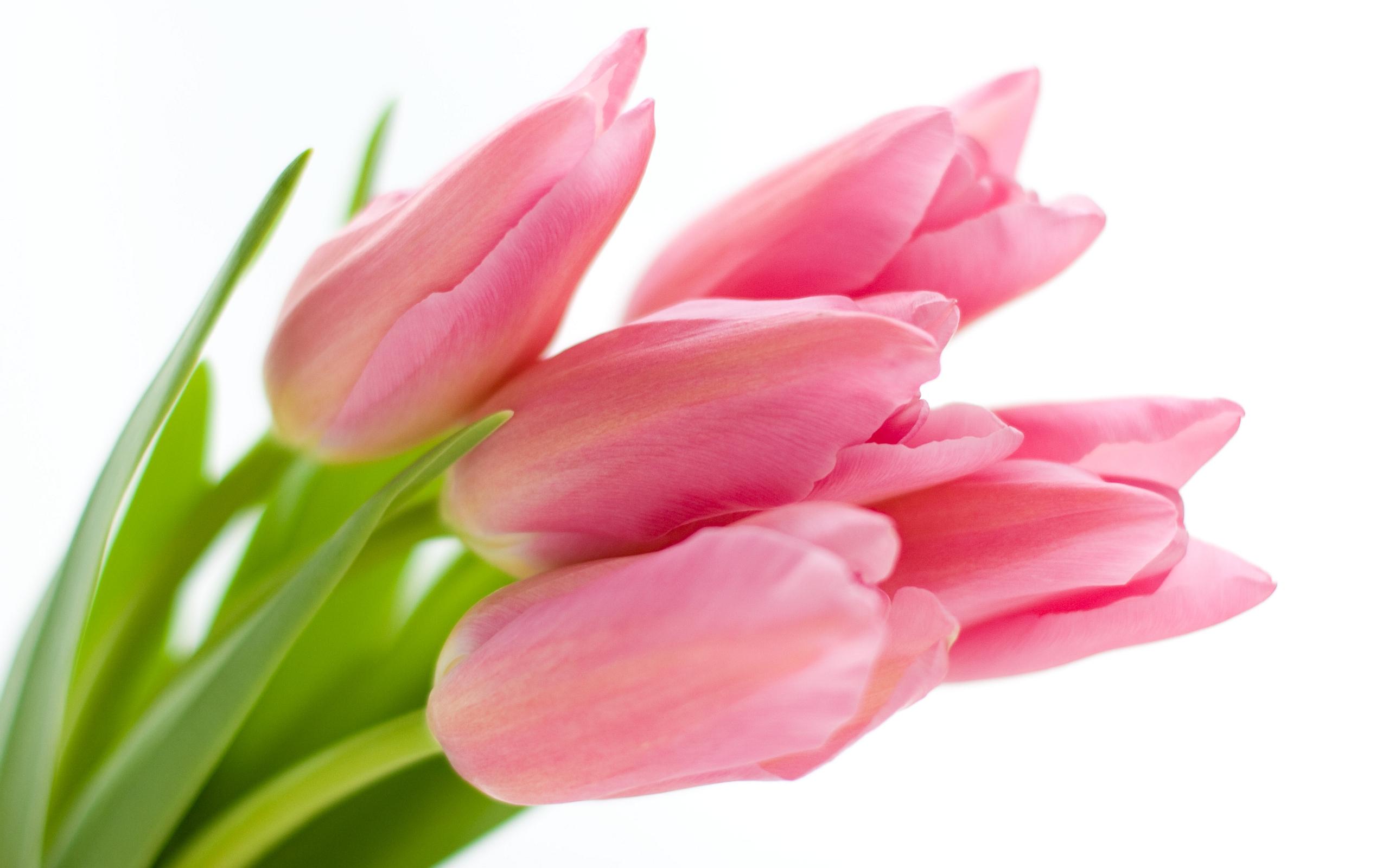 2560x1600 Pink Tulips 22693 2560x1600px