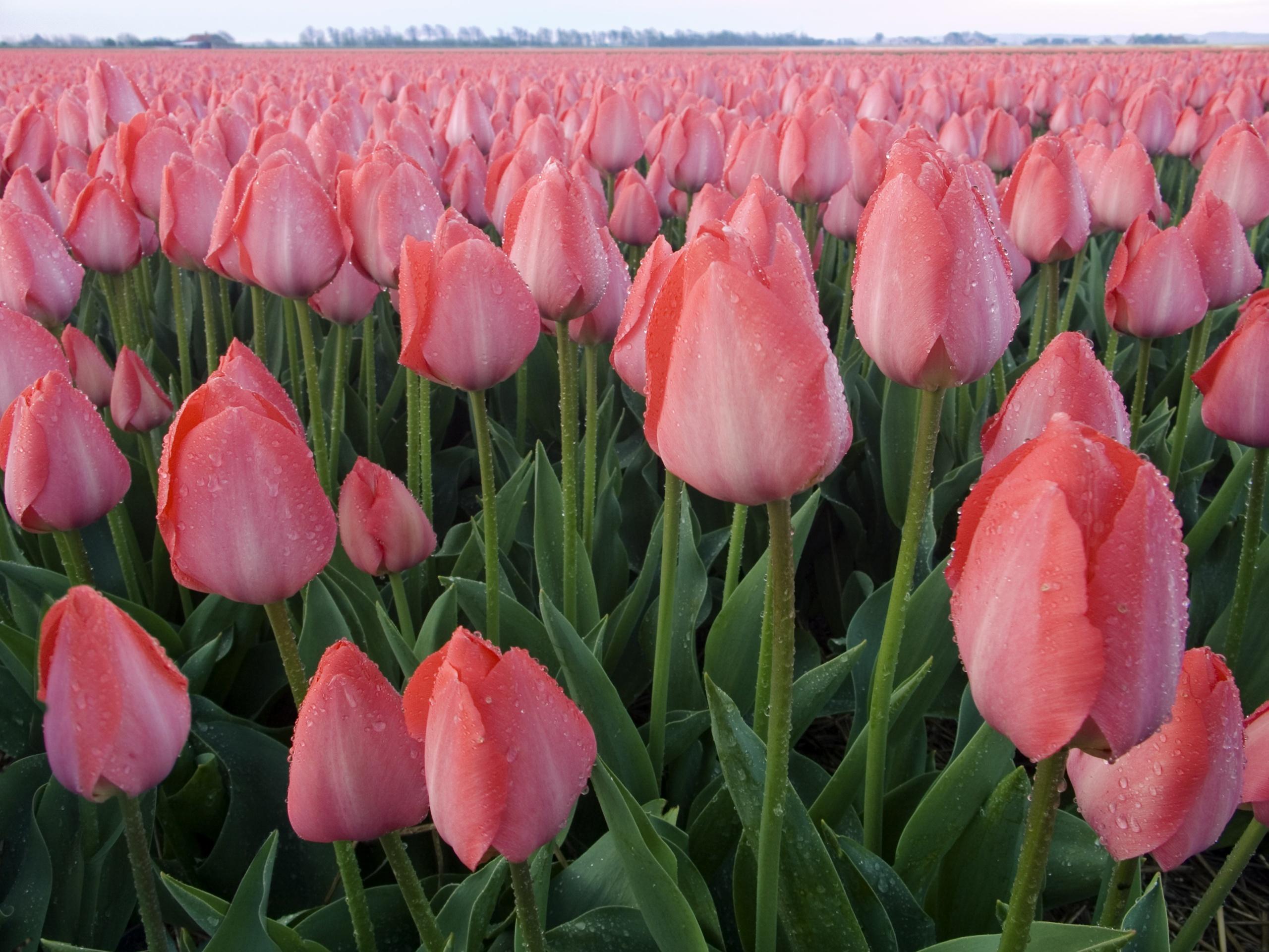 2560x1920 Pink tulips wallpaper. Pink tulips