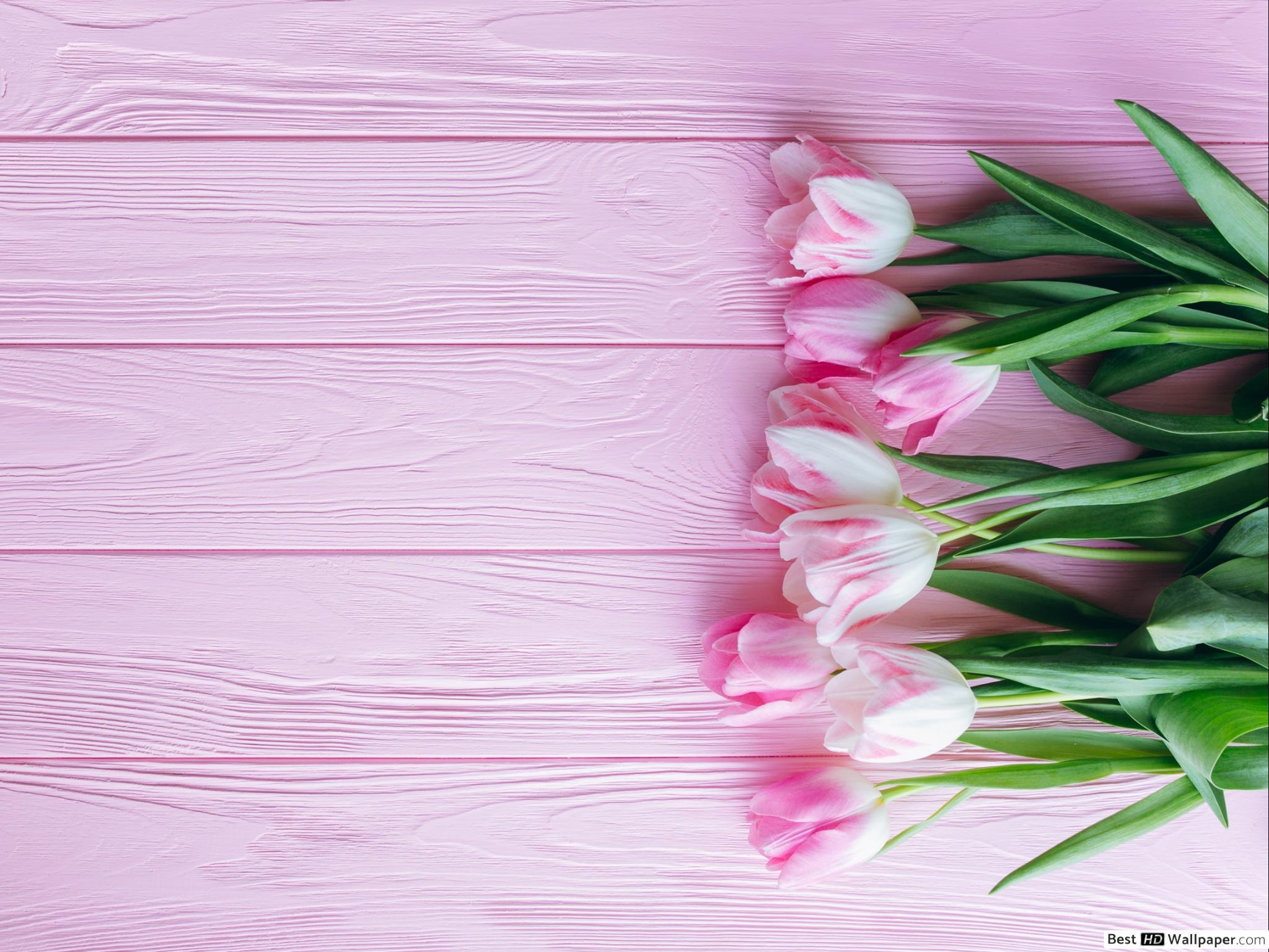 2048x1536 Valentine's day pink tulip flowers HD wallpaper download
