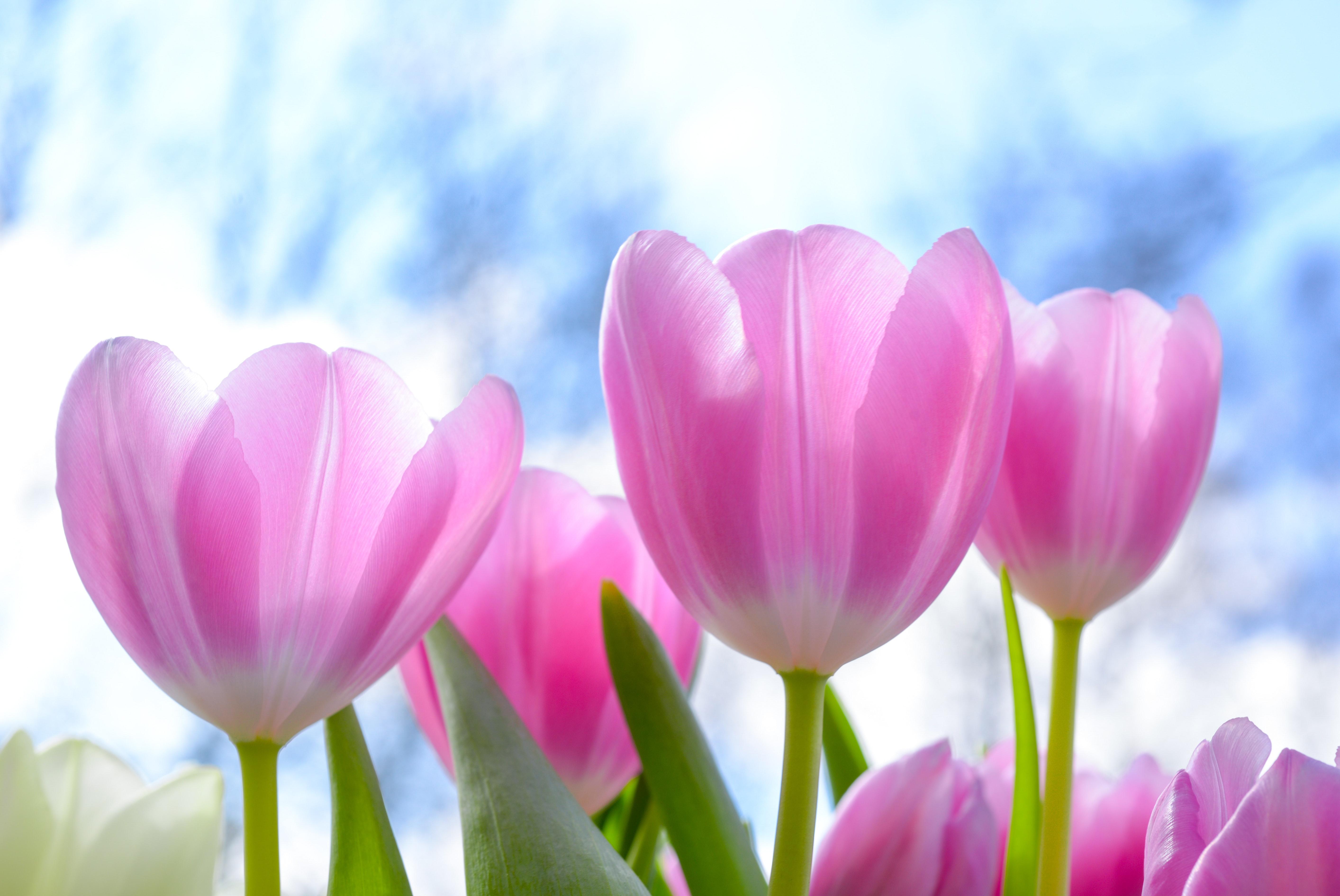 5656x3784 Pink Tulip Flowers Under White Clouds Blue Skies at Daytime · Free