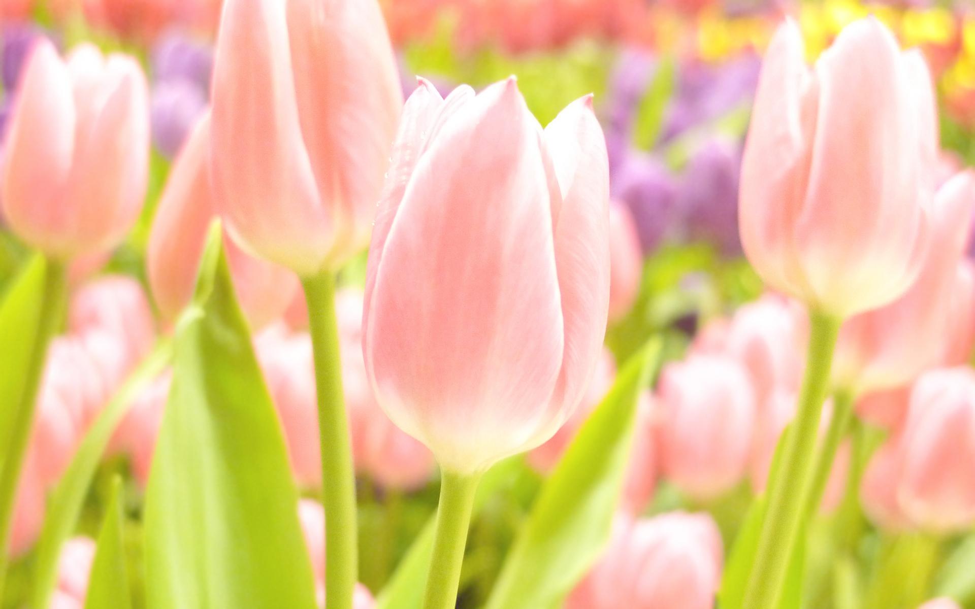 1920x1200 Pink Tulips Bastogne Desktop Widescreen Image Free Downlad Image