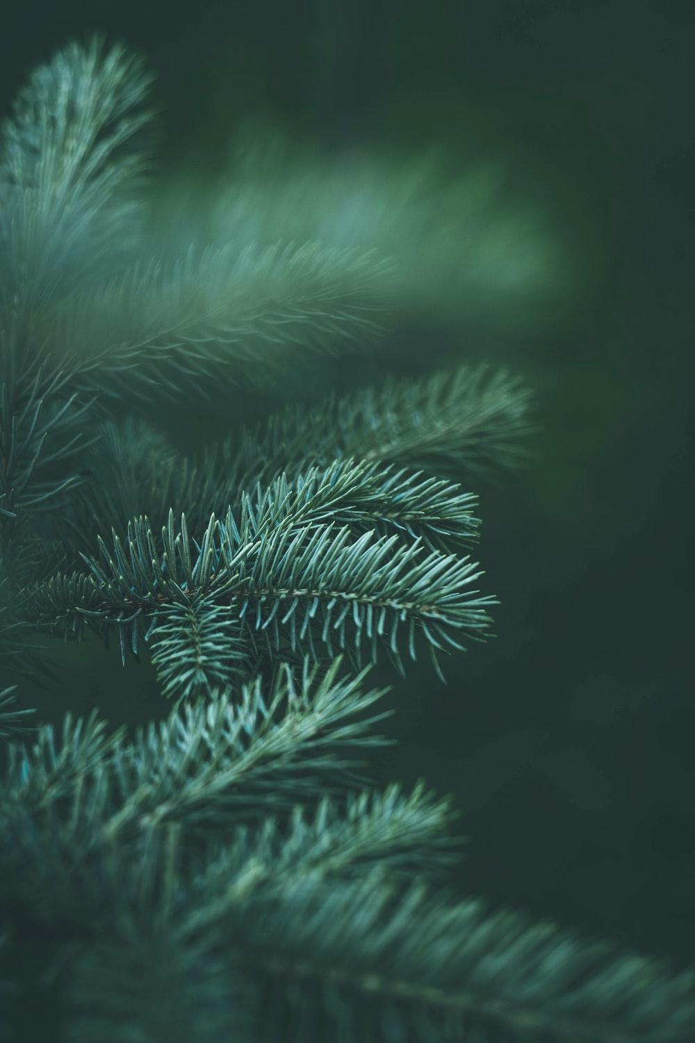 Pine Branch Wallpapers - Top Free Pine Branch Backgrounds - WallpaperAccess