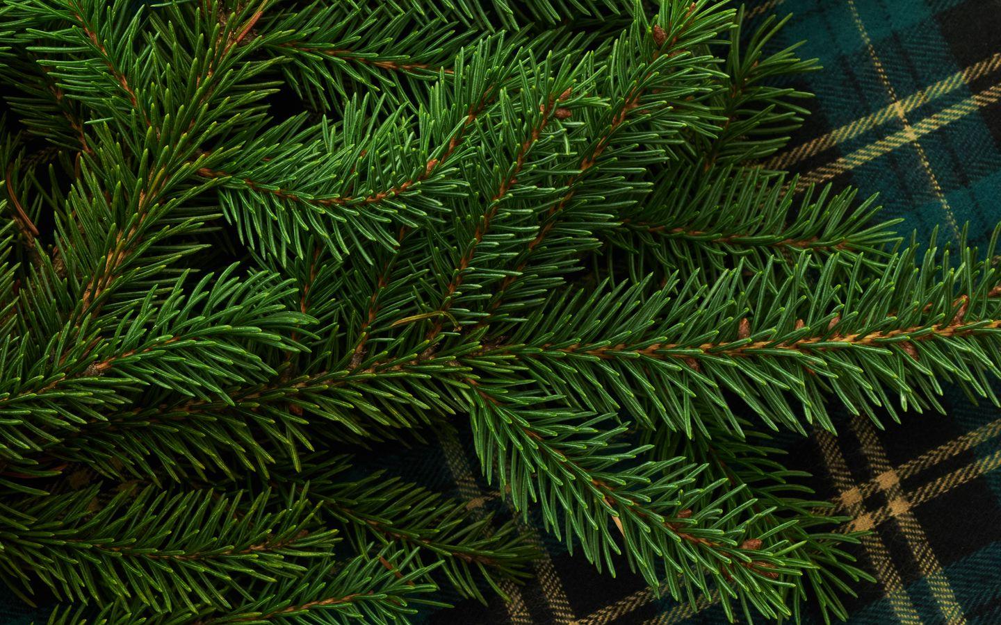 1440x900 Download wallpaper 1440x900 pine, branch, needles, green widescreen 16:10 HD background