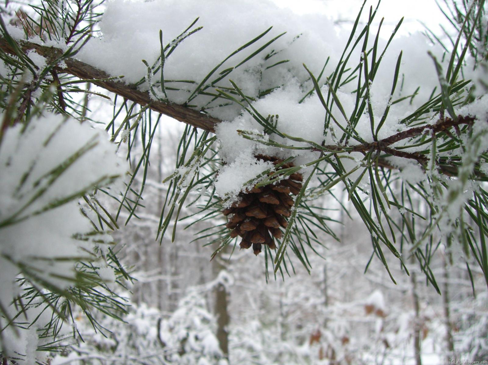 1601x1200 MLeWallpaper.com Pine Branch