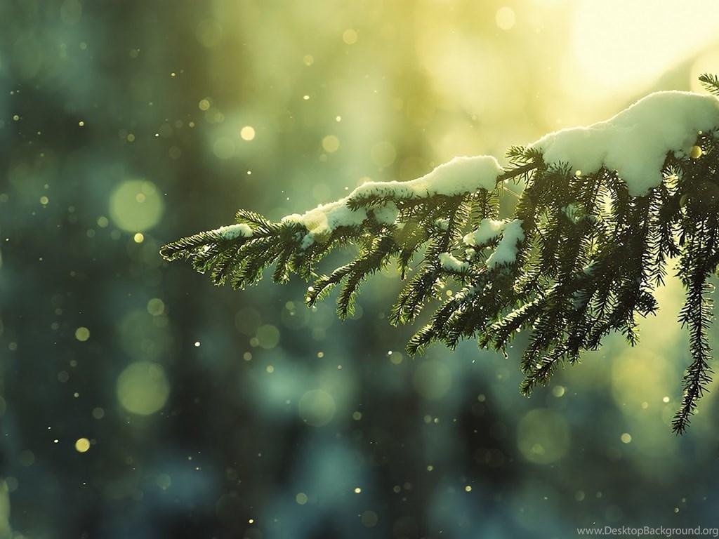 1024x768 Snow On Pine Branch Blurred Light Circles HD Wallpaper Desktop Background